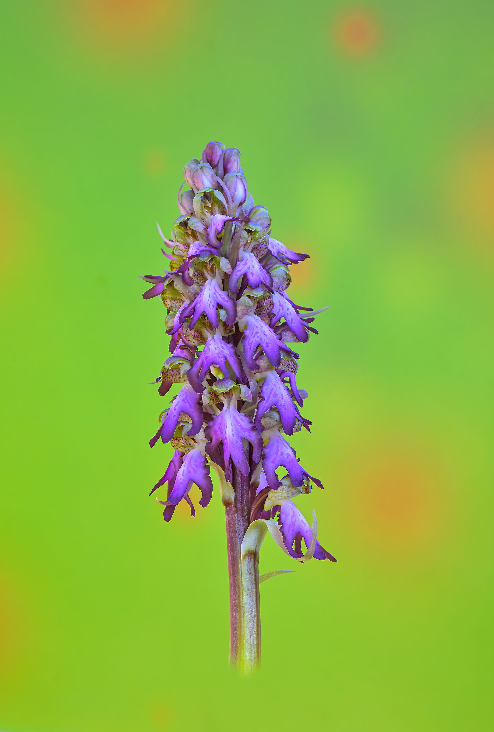 Barlia Robertiana