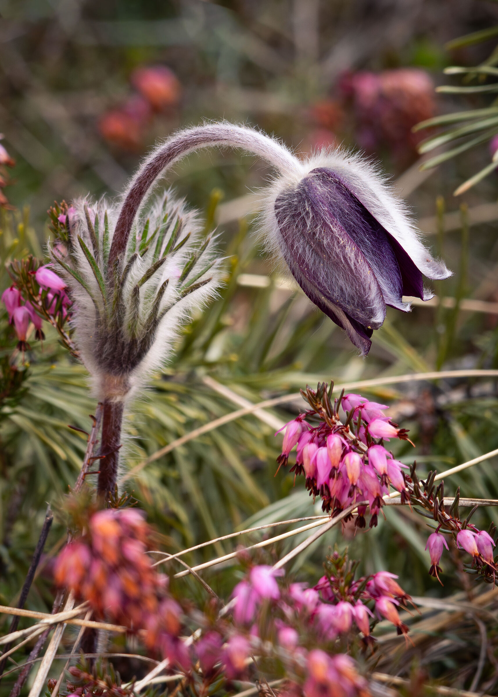 Anemone pulsatilla - Anemone montana
