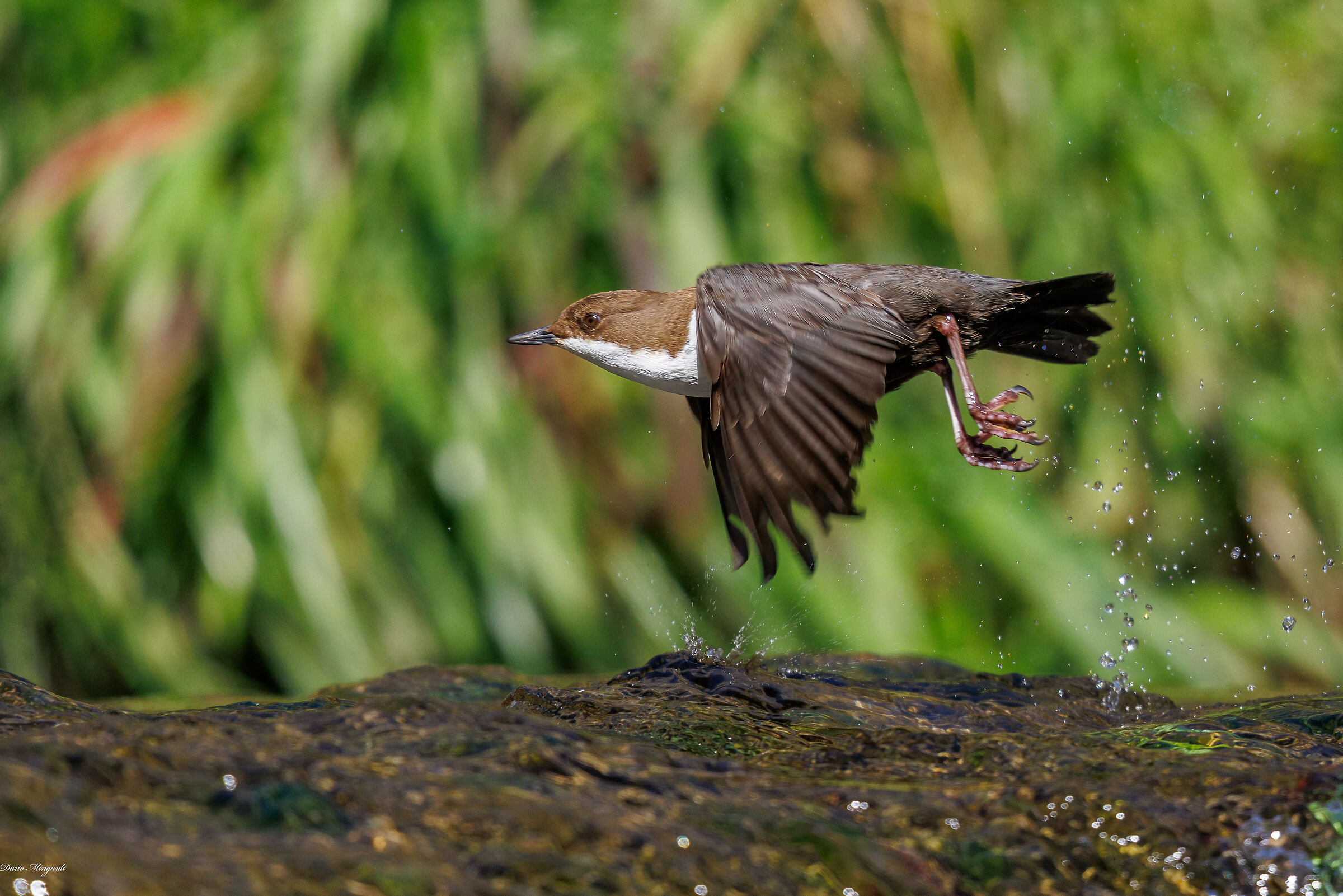 Merlo acquaiolo - Cinclus cinclus