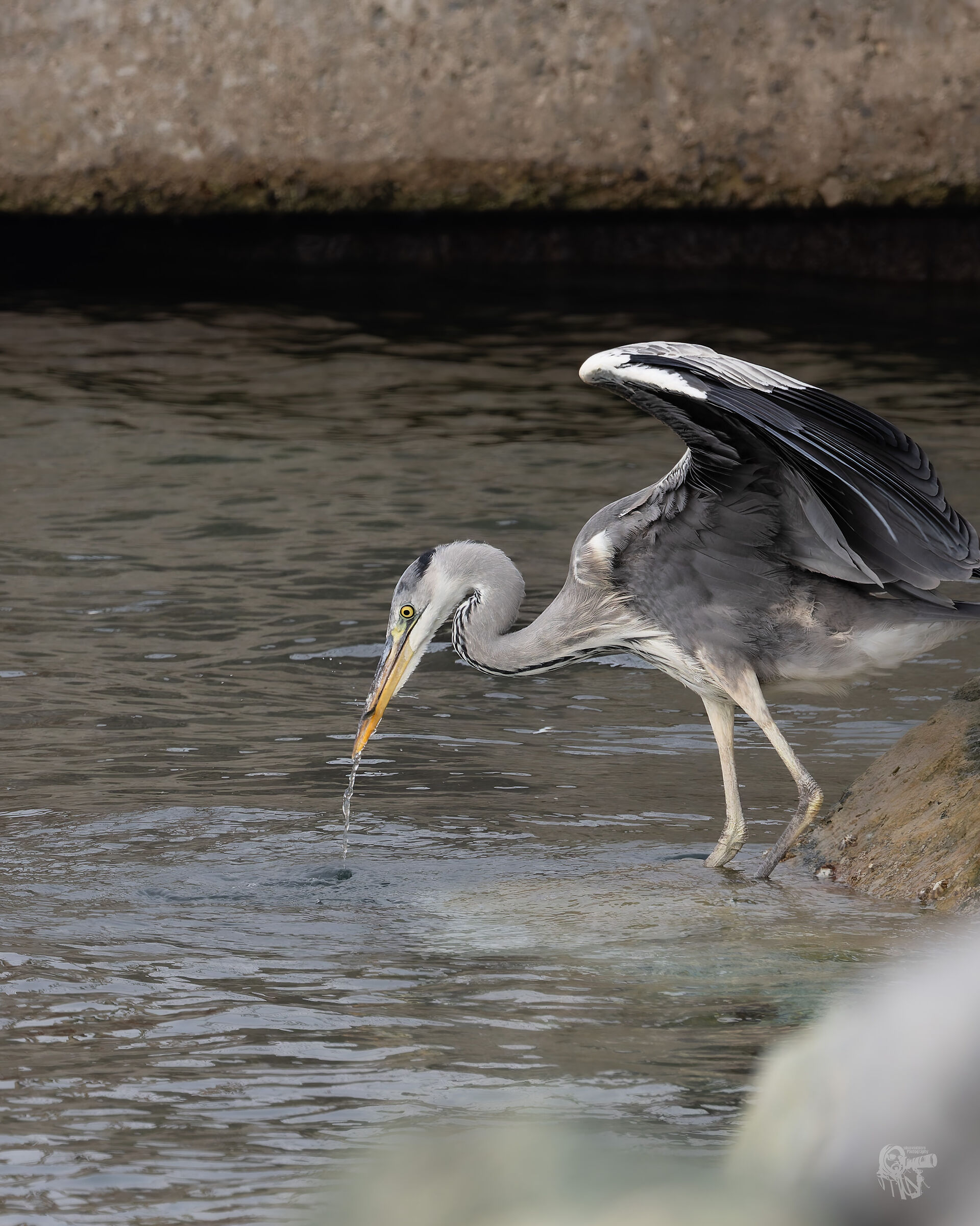 Grey Heron
