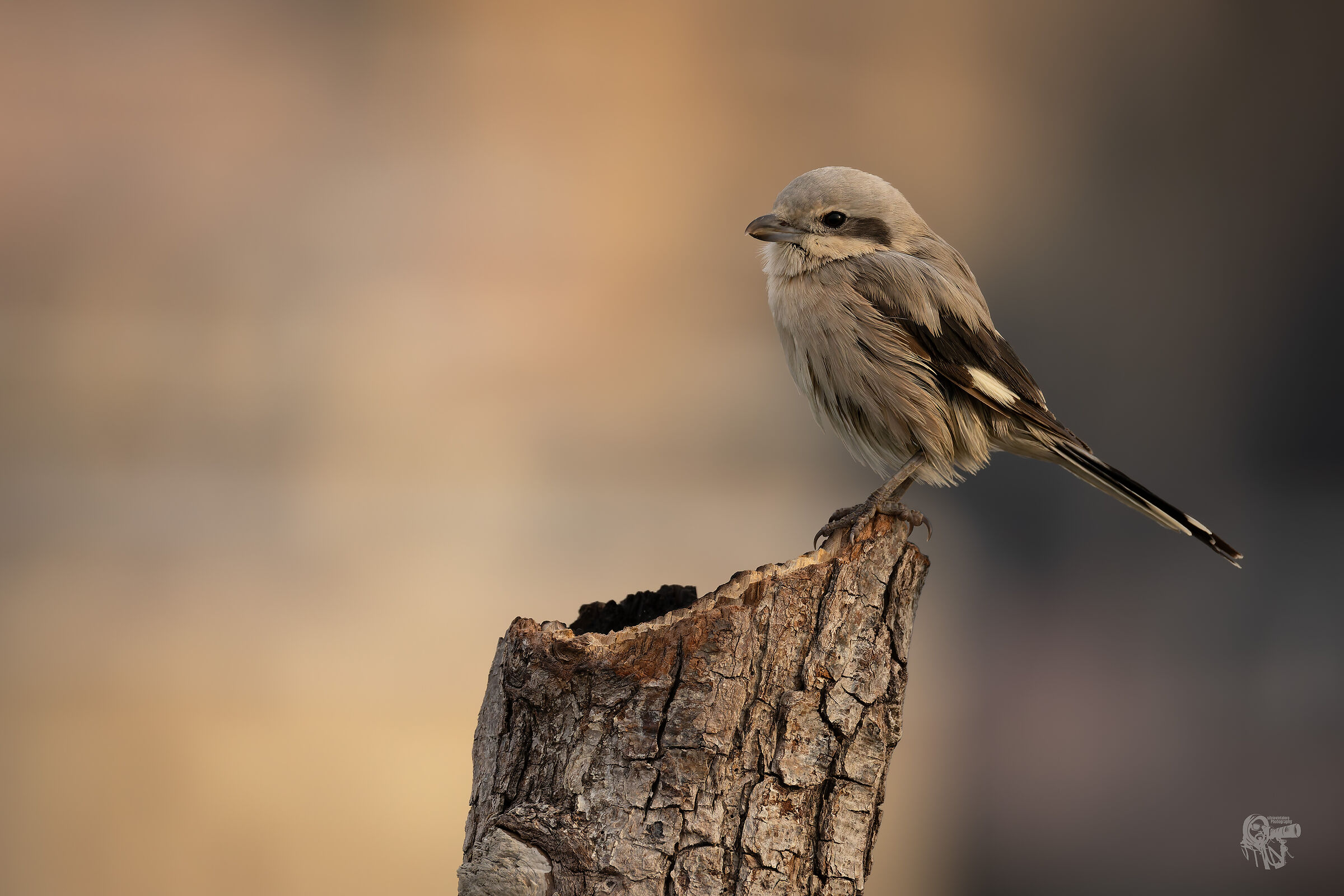 Shrike