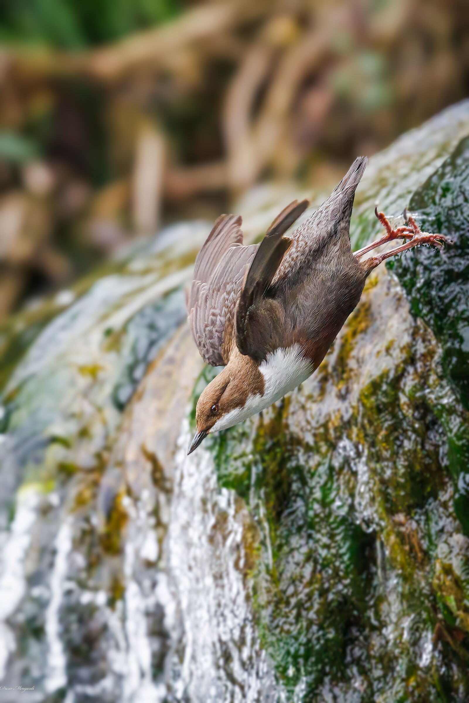 Merlo acquaiolo - Cinclus cinclus