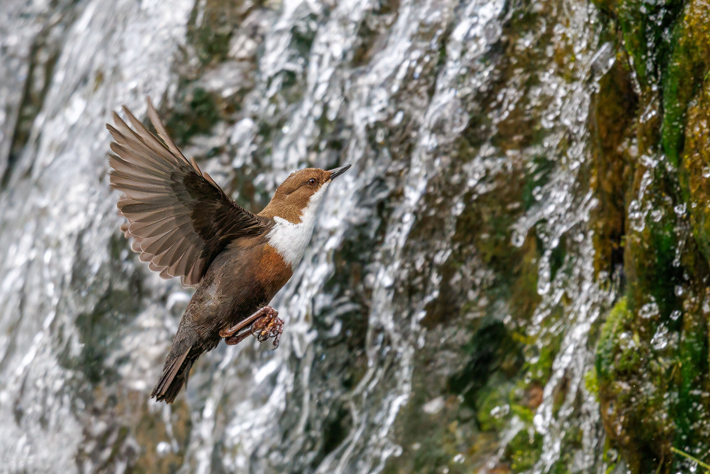 Merlo acquaiolo - Cinclus cinclus