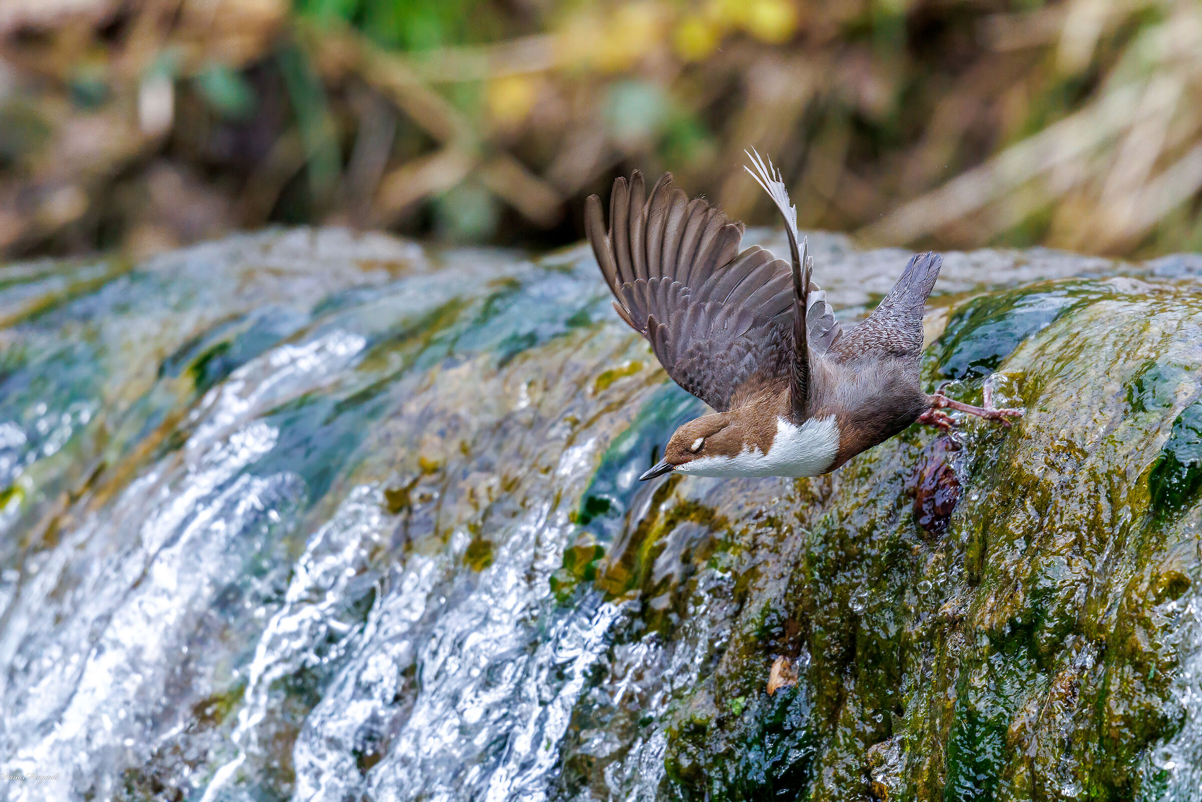 Merlo acquaiolo Cinclus cinclus