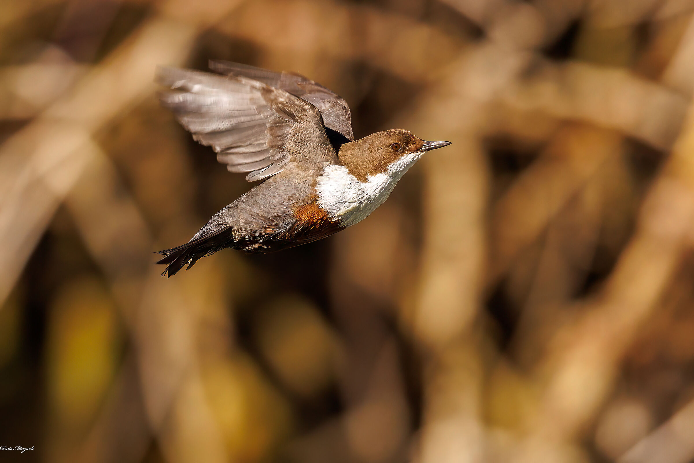 Merlo acquaiolo - Cinclus cinclus