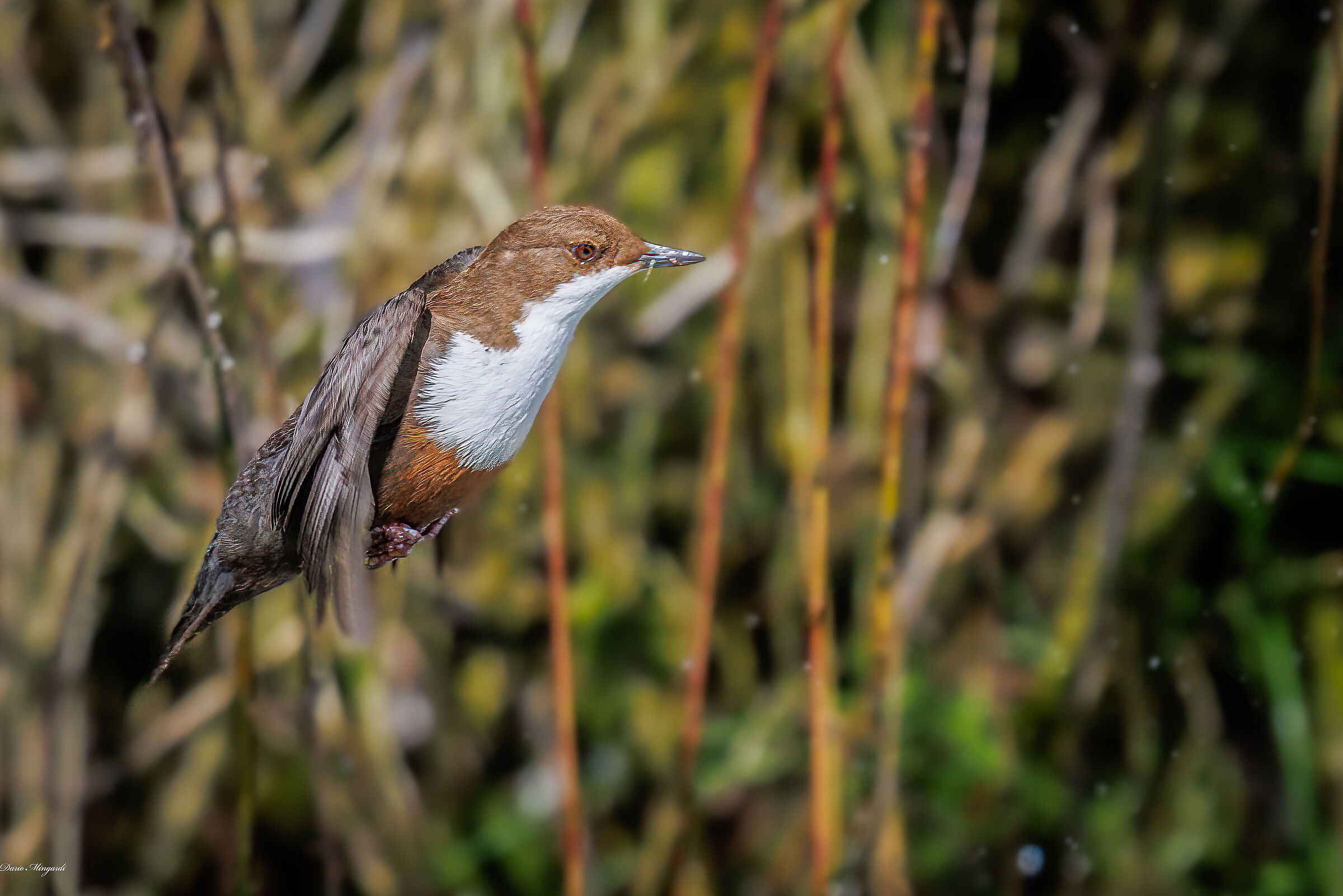 Merlo acquaiolo Cinclus cinclus