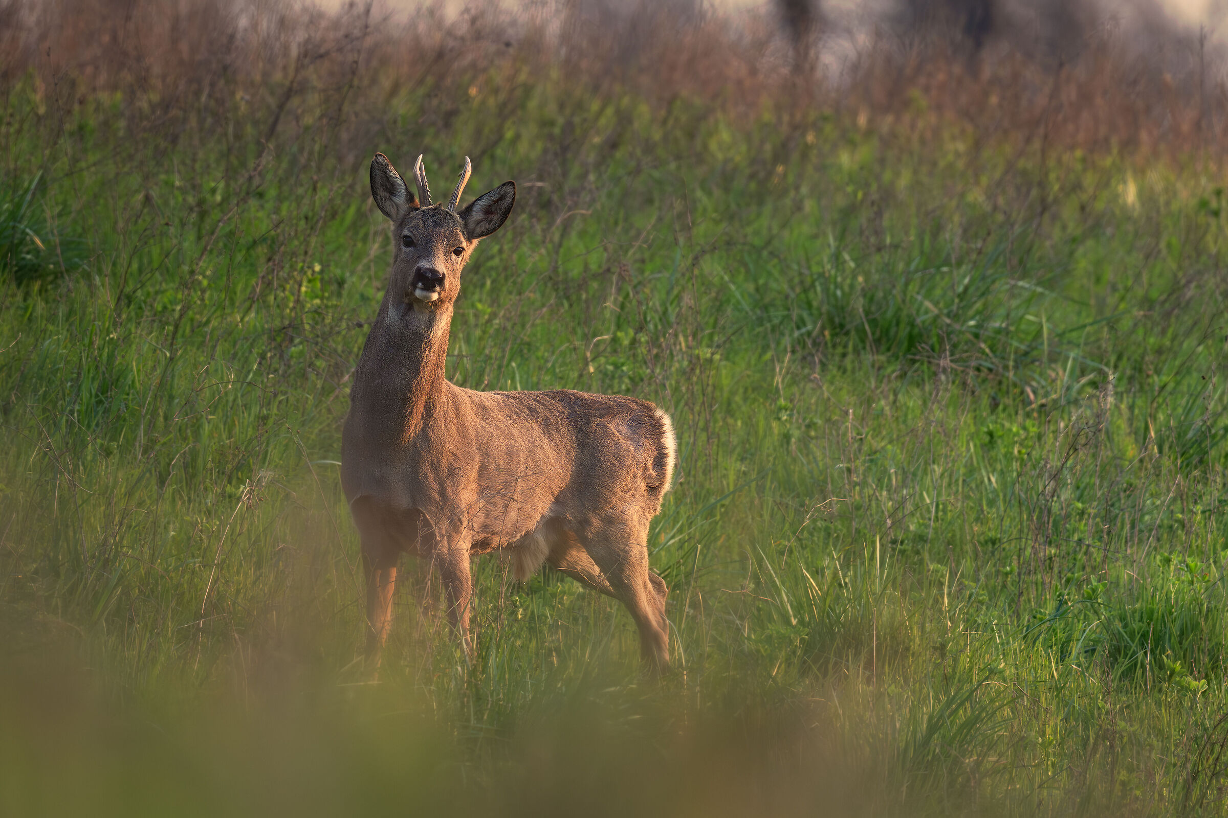 Roe deer