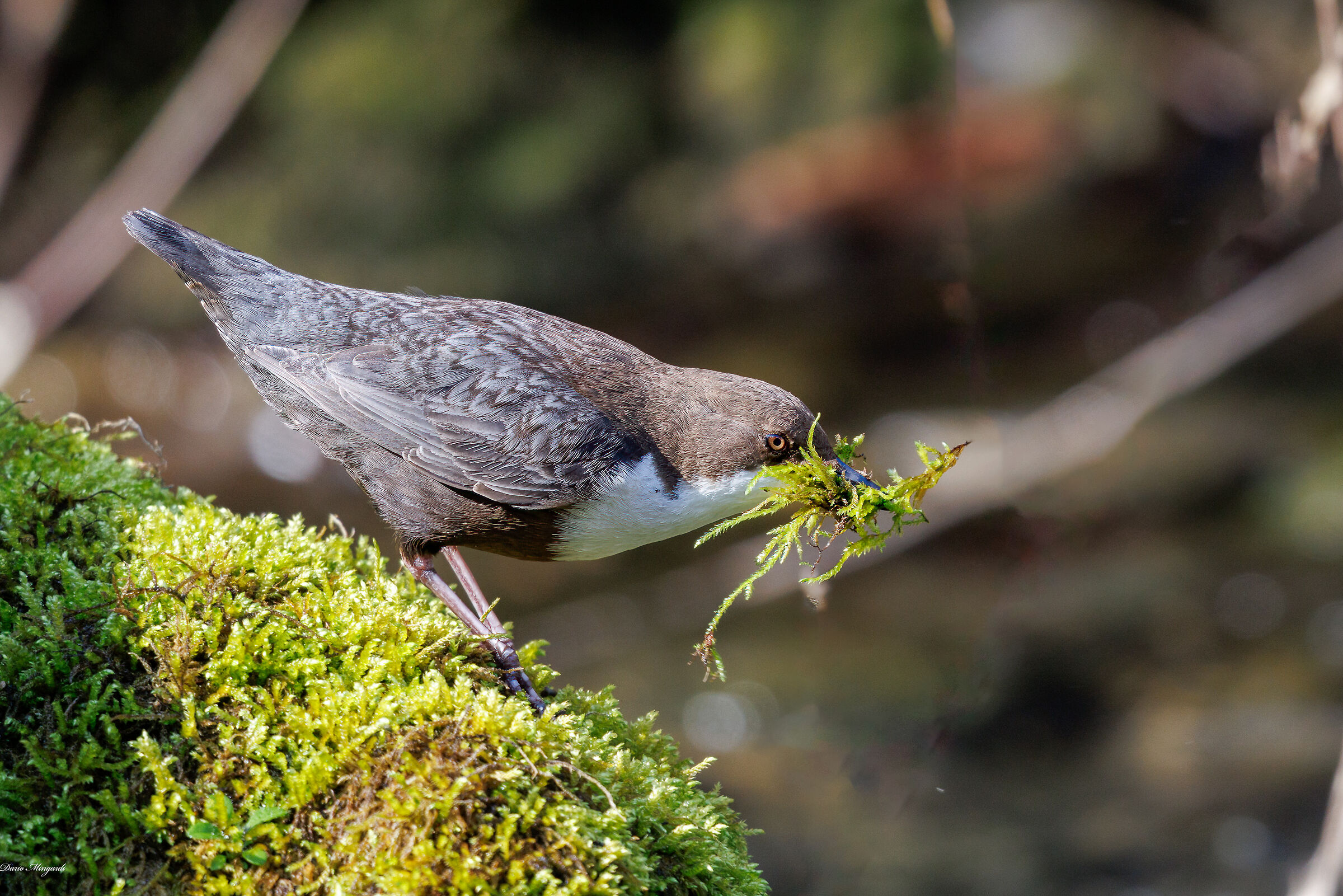 Merlo acquaiolo Cinclus cinclus
