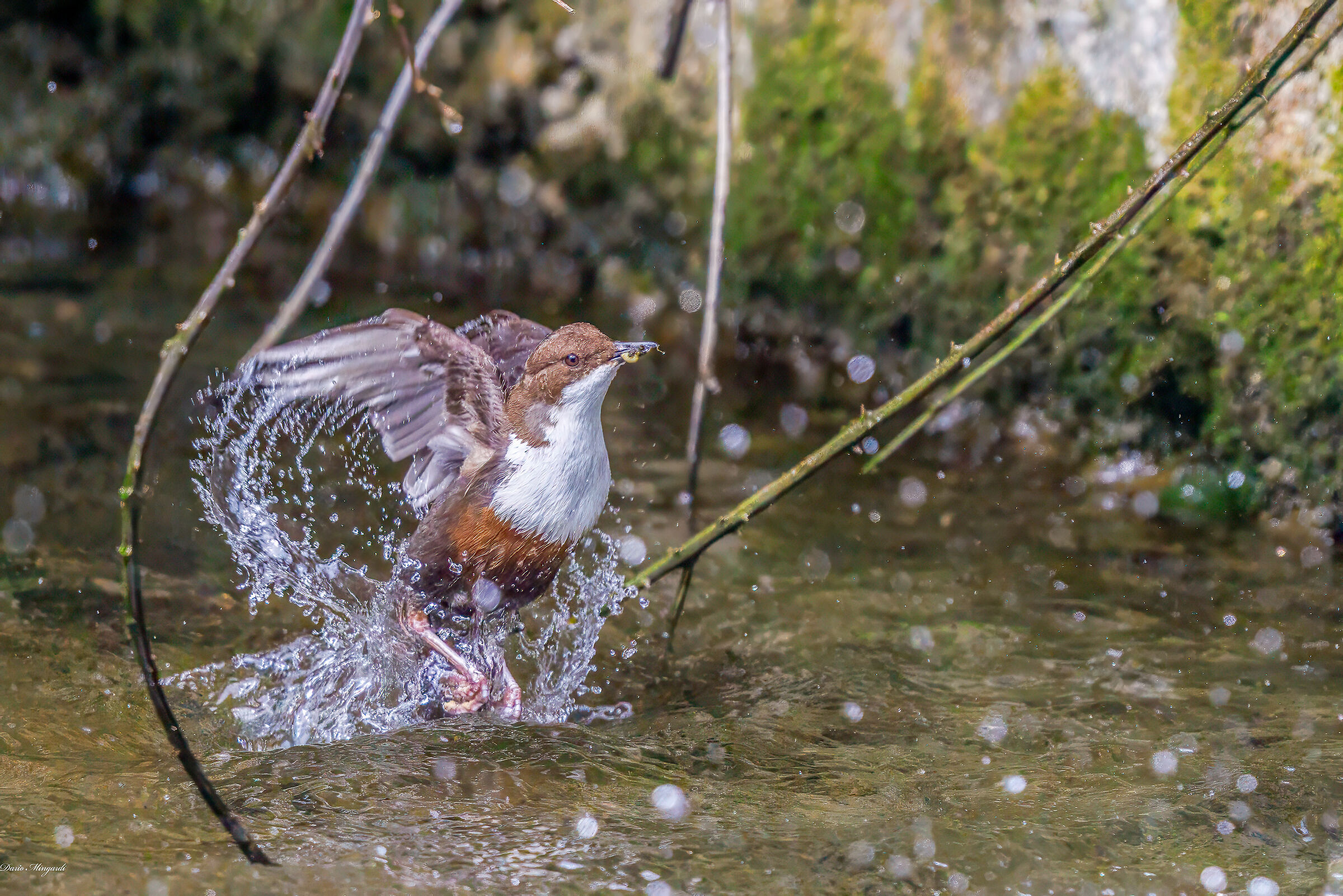 Merlo acquaiolo Cinclus cinclus