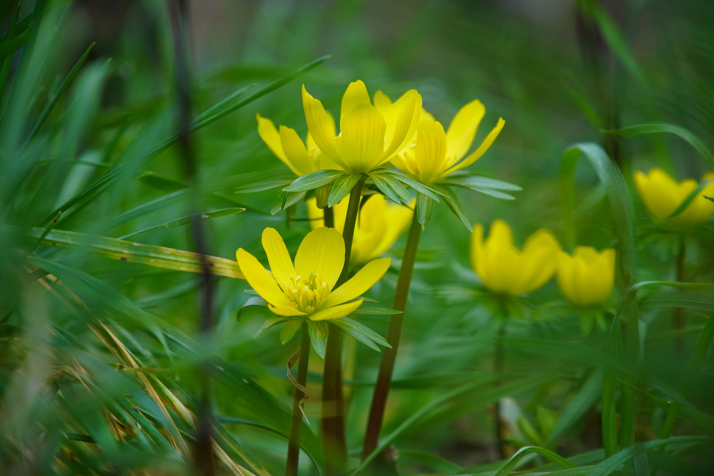 Giallo-Verde