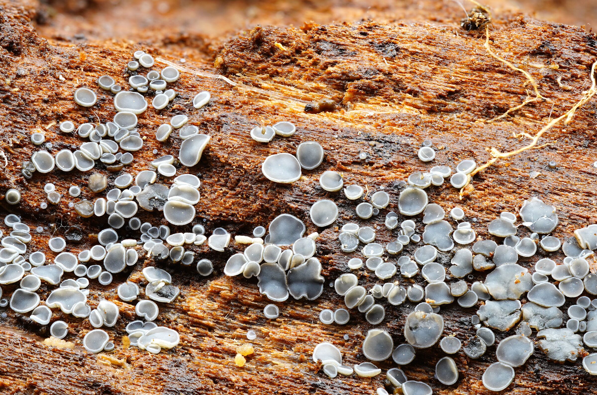 Mollisia cinerea