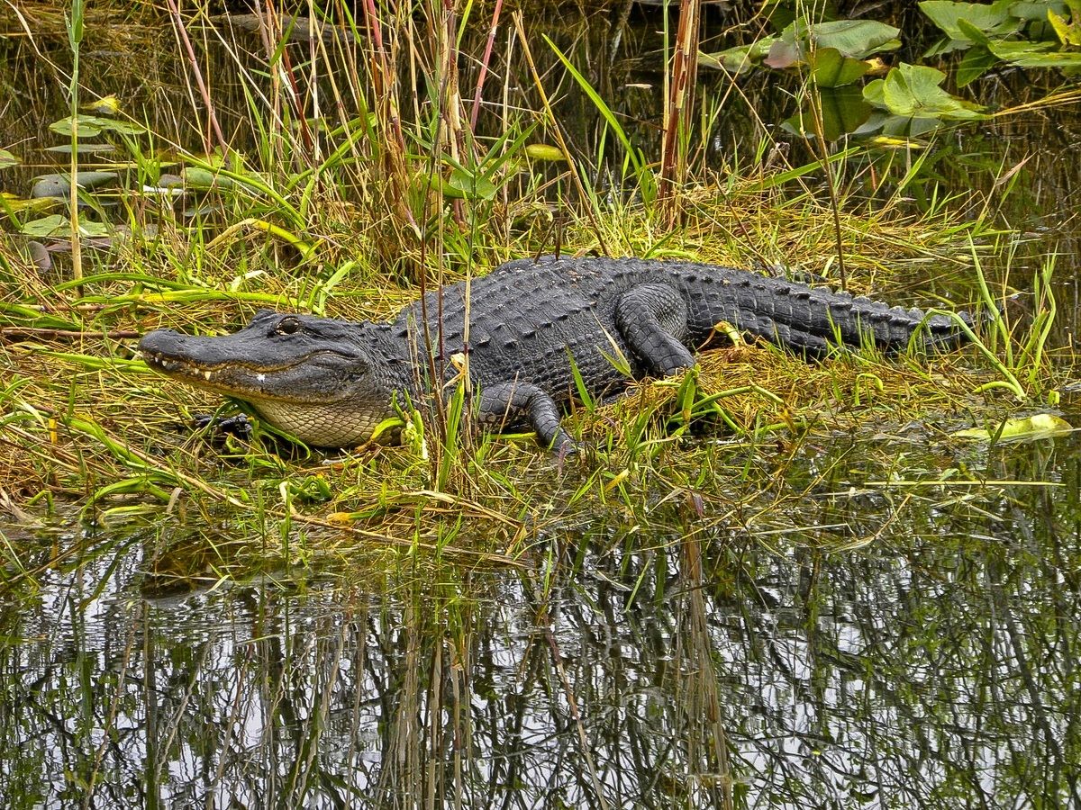 USA - Florida - Everglades