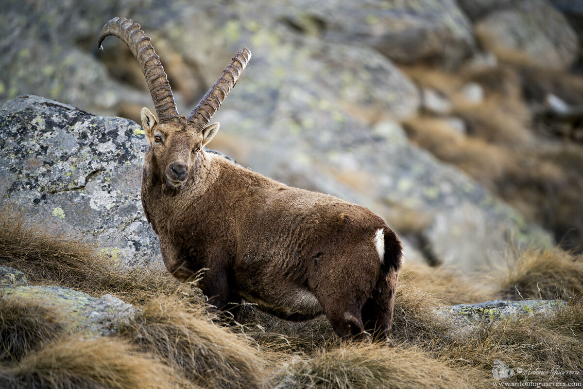 Posing - Ibex