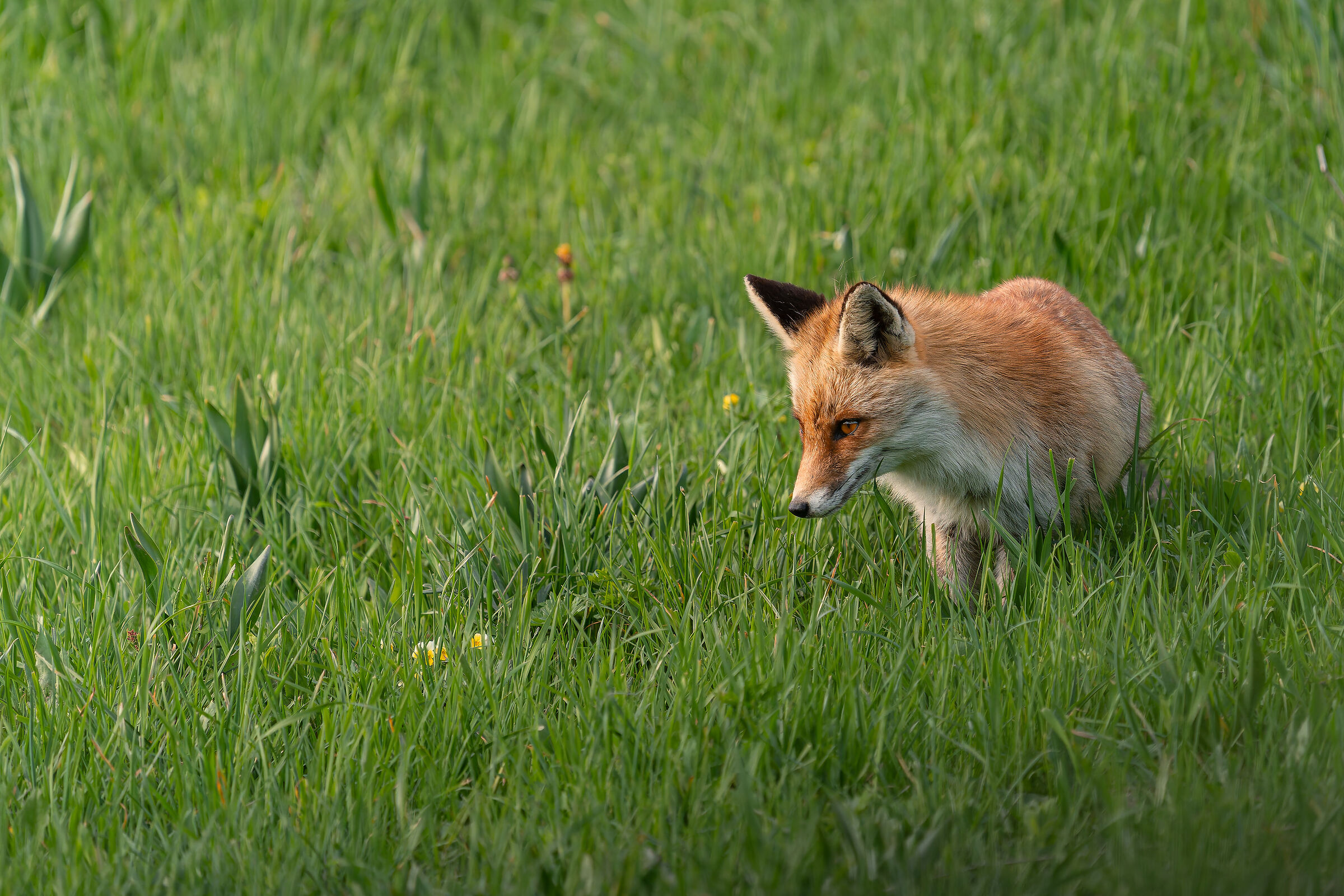 Fox in the last light