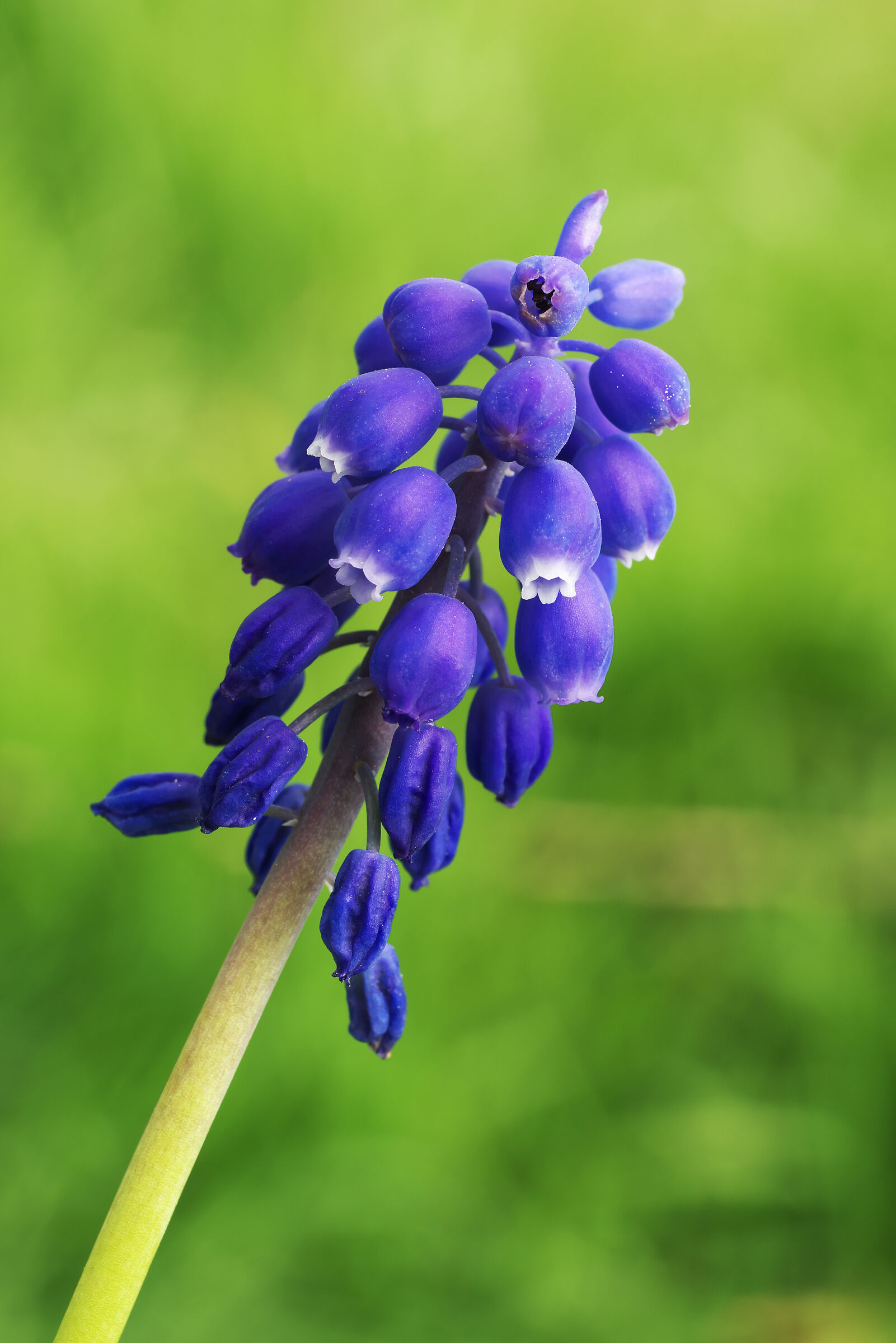 Muscari