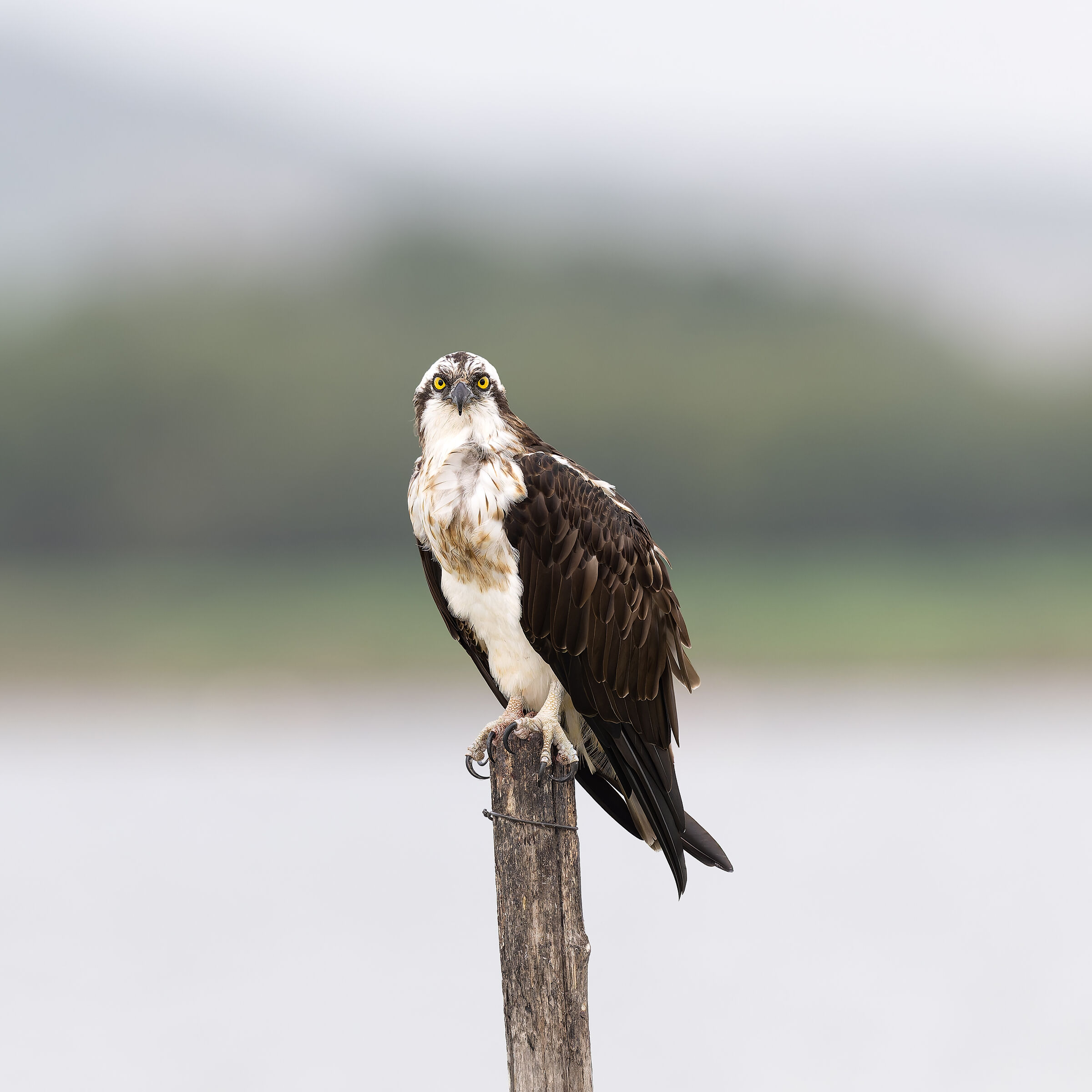 Osprey - Sardinia