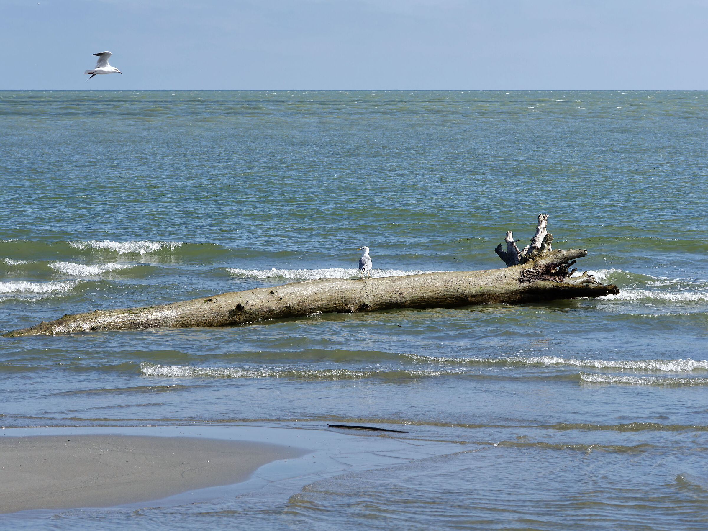 Po Delta - the Adriatic at the Island of Love