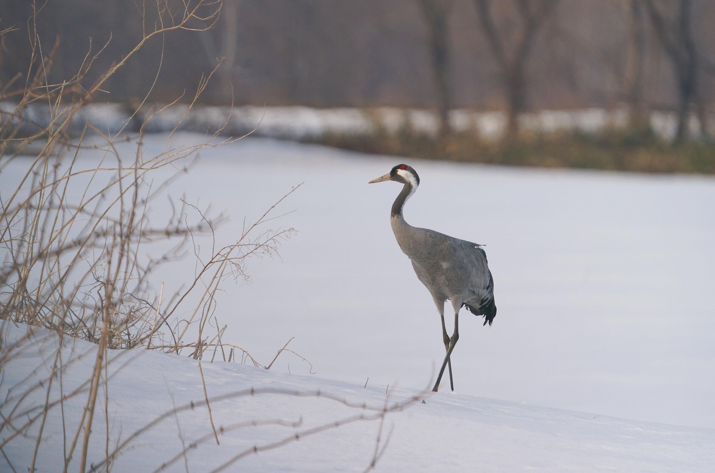 Grus grus
