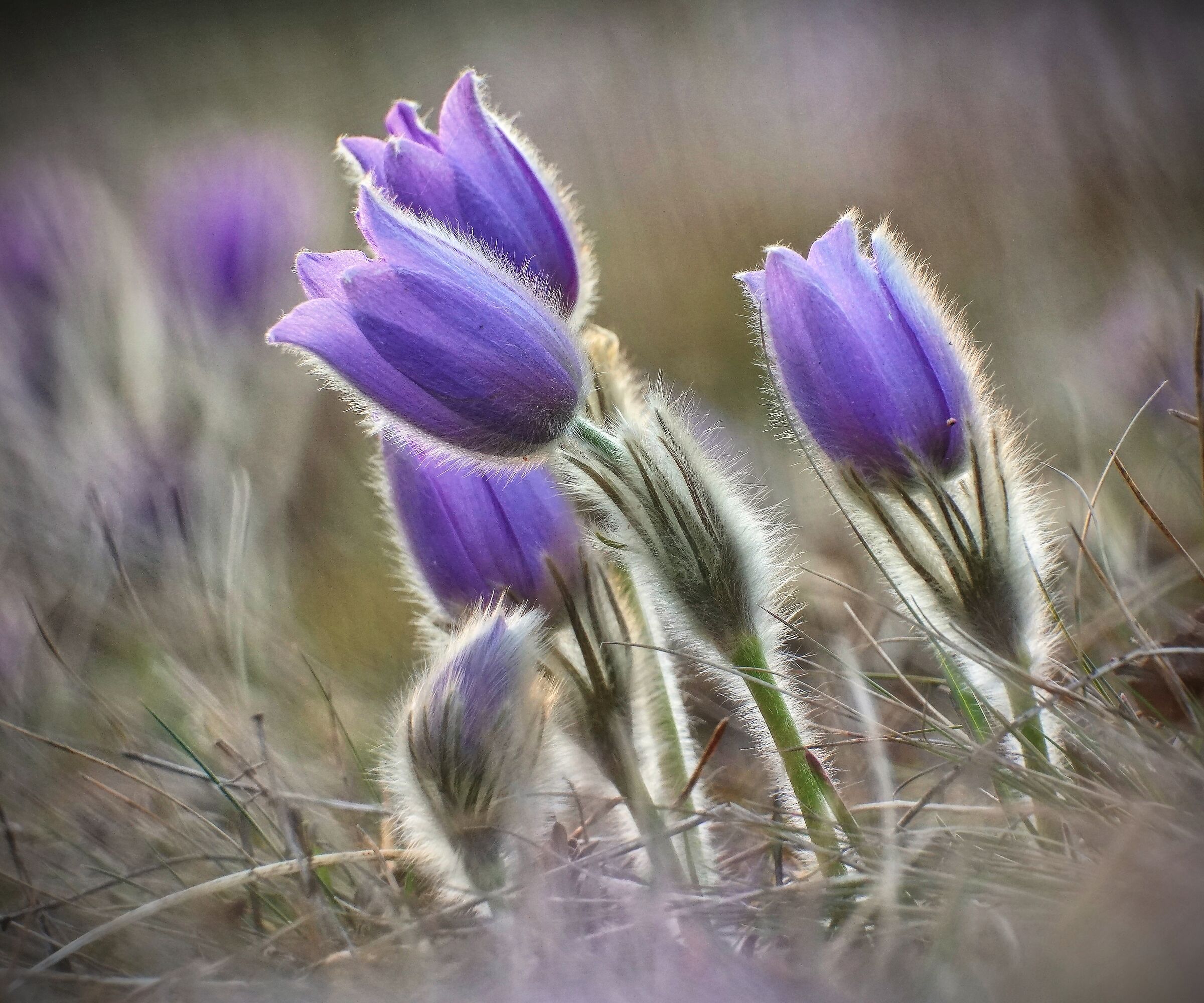 Primavera