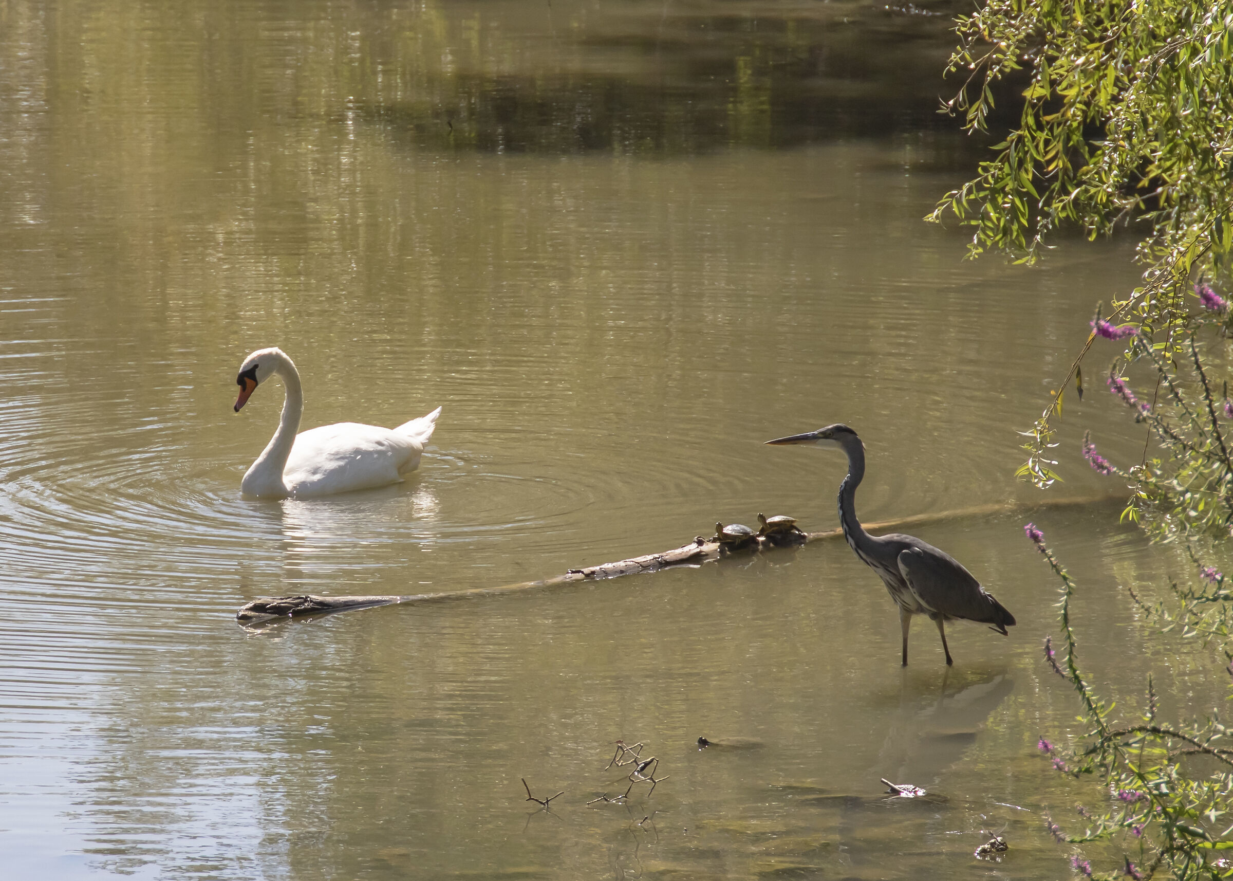 The life of the pond...