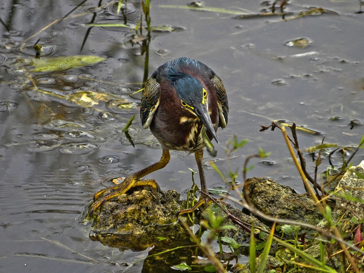 USA - Florida - Everglades