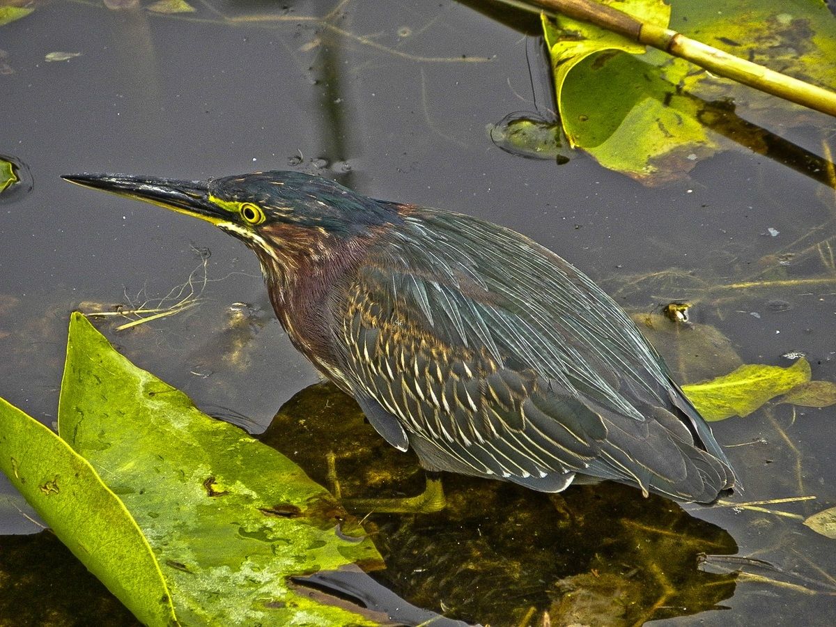 USA - Florida - Everglades