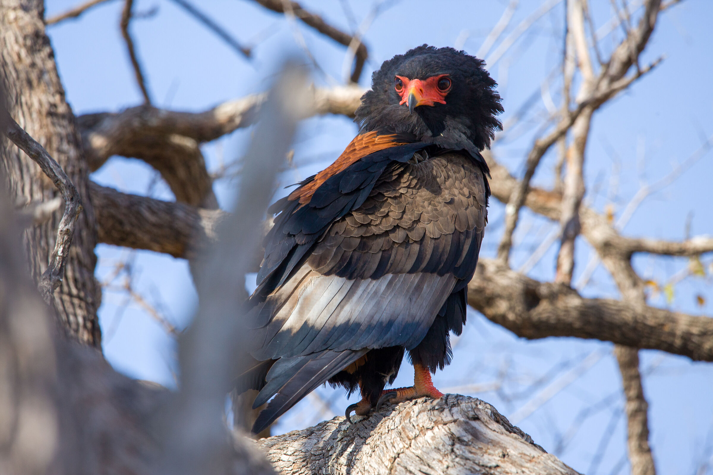 African Birds