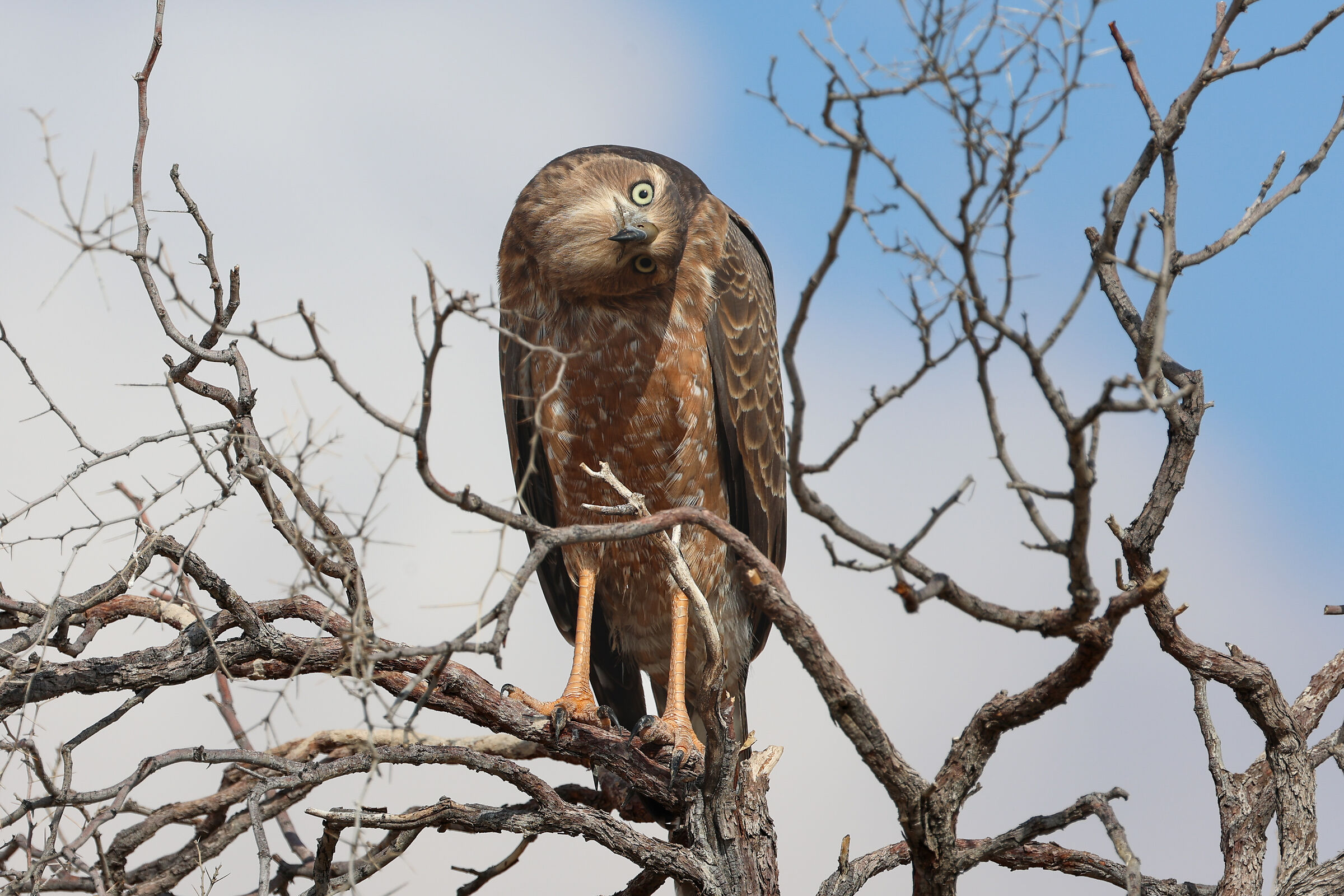 African Birds