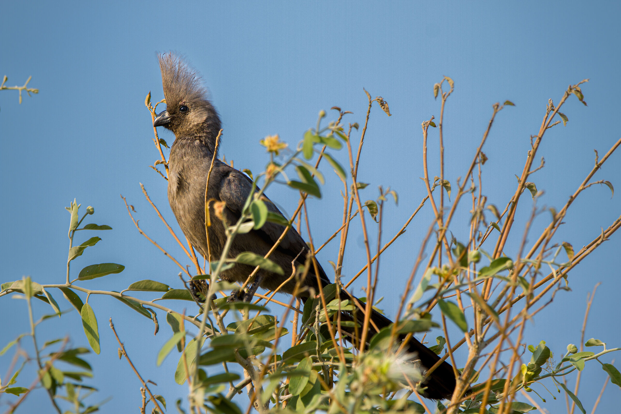African Birds