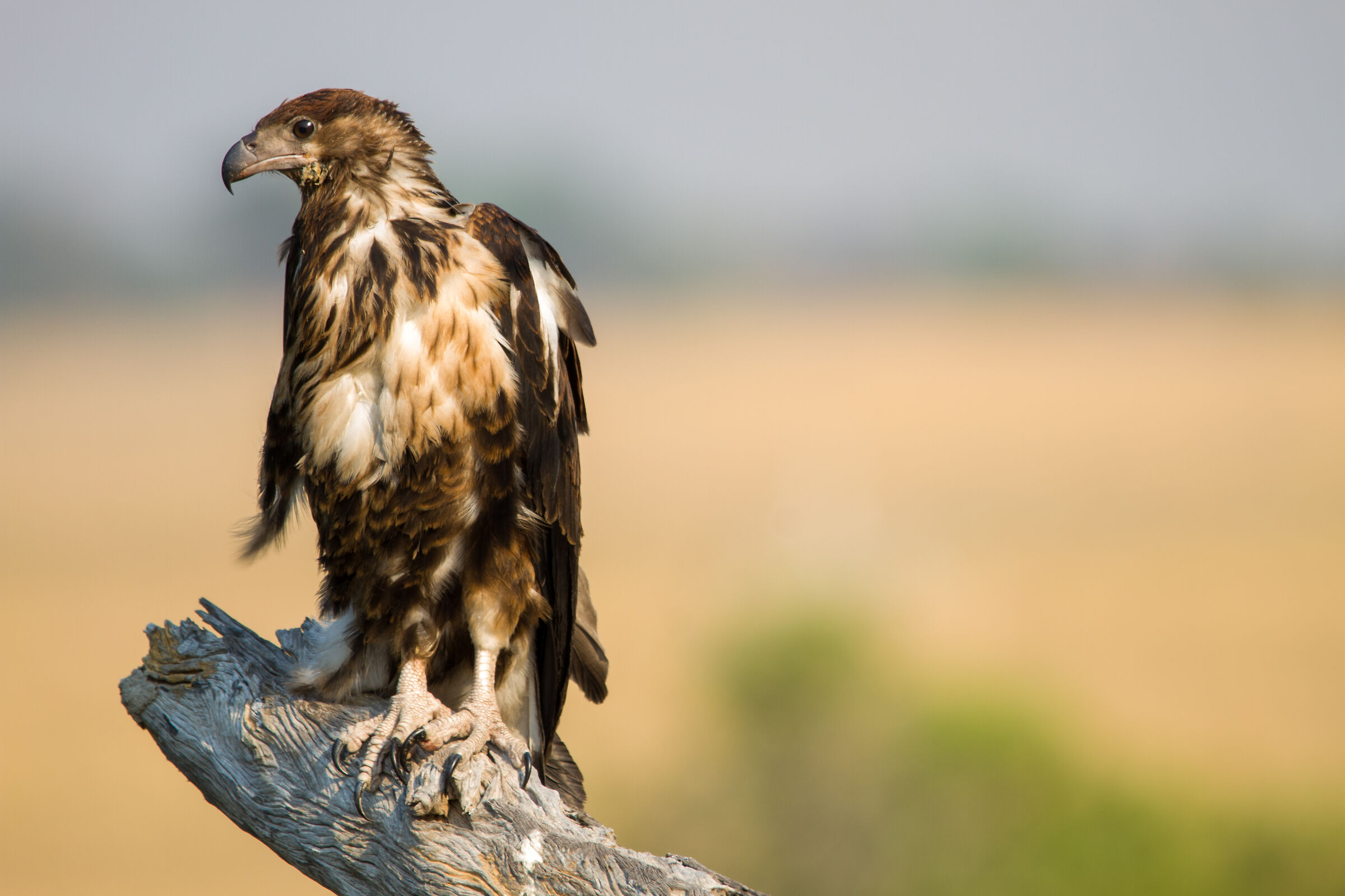African Birds