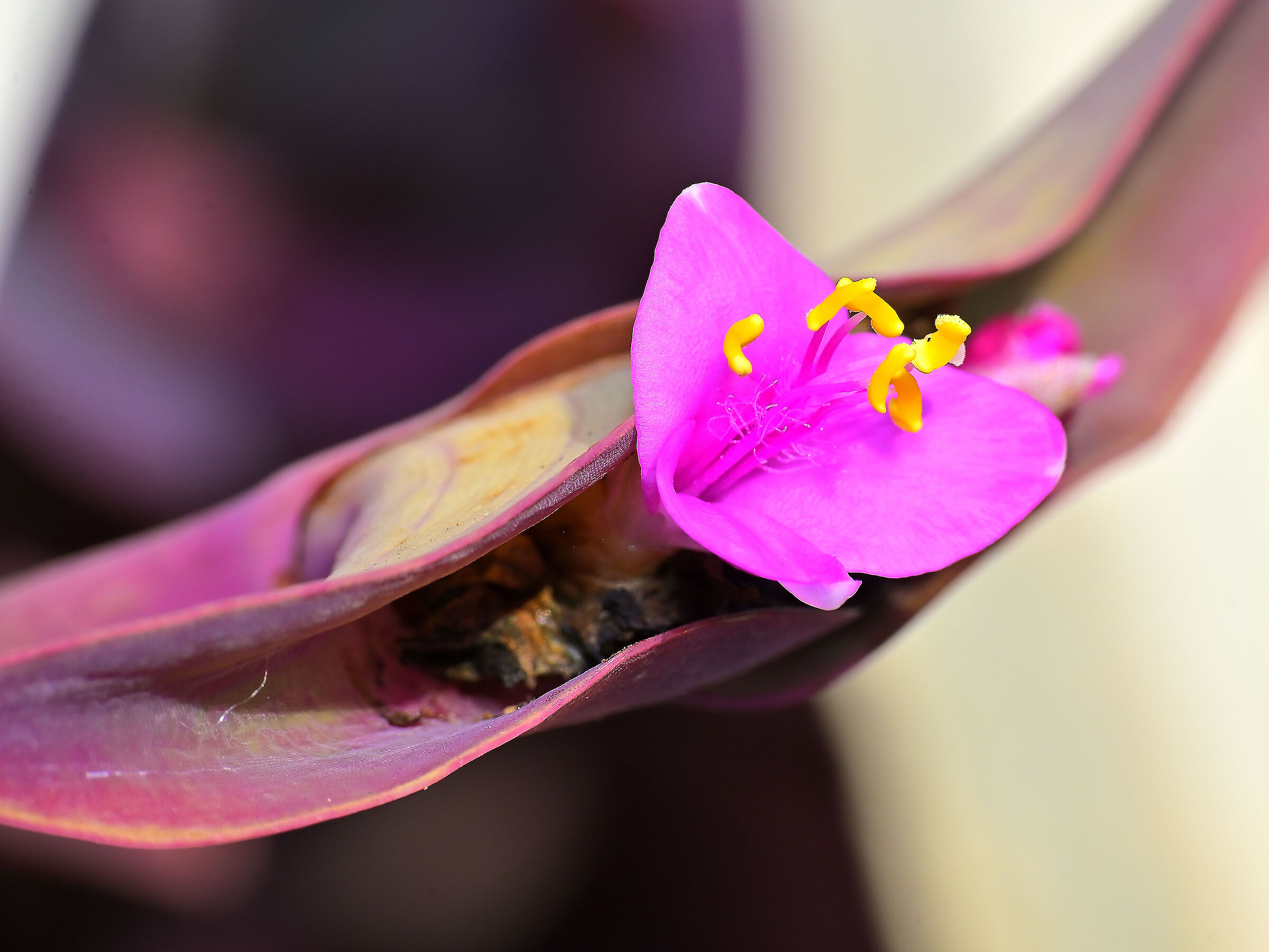Tradescantia pallida