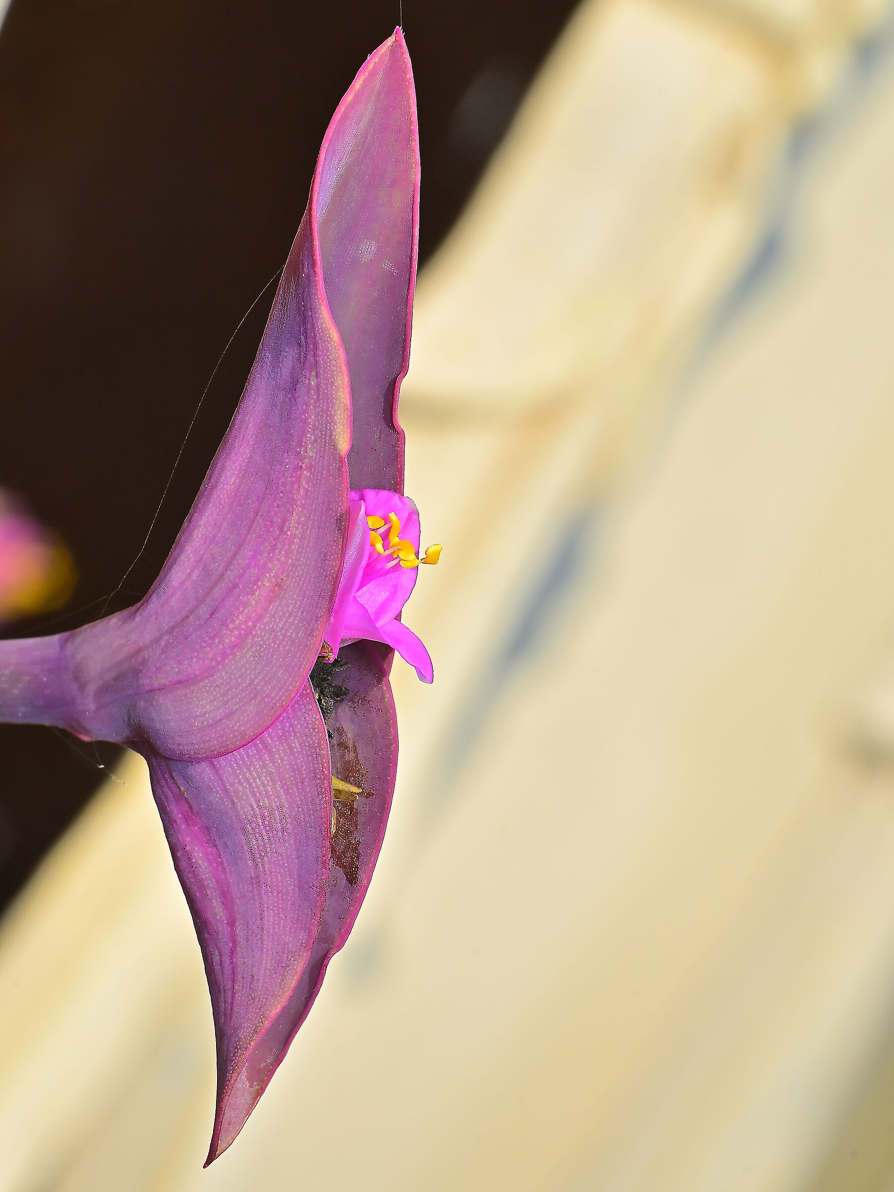 Tradescantia pallida
