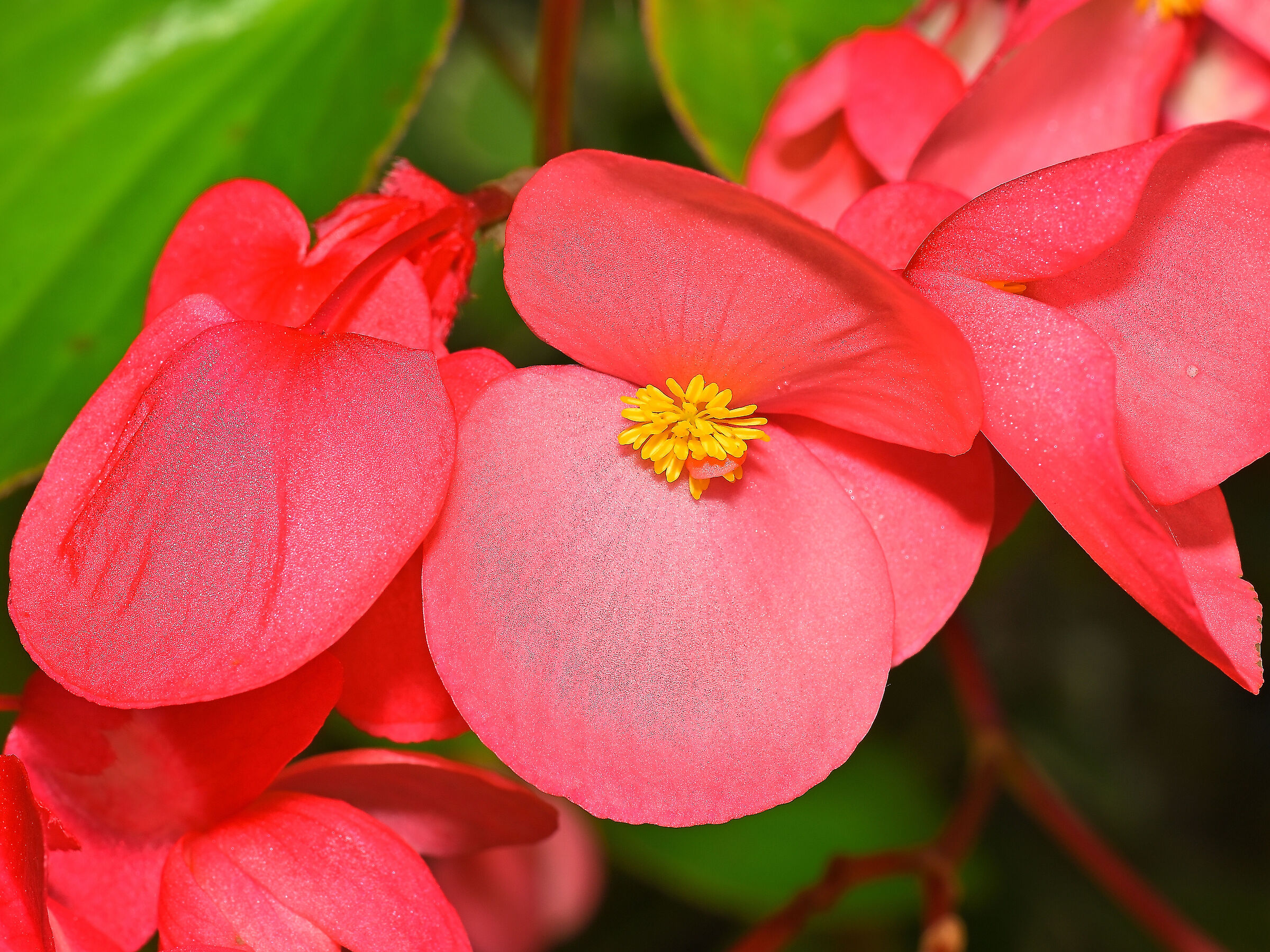 Begonia semperflorens