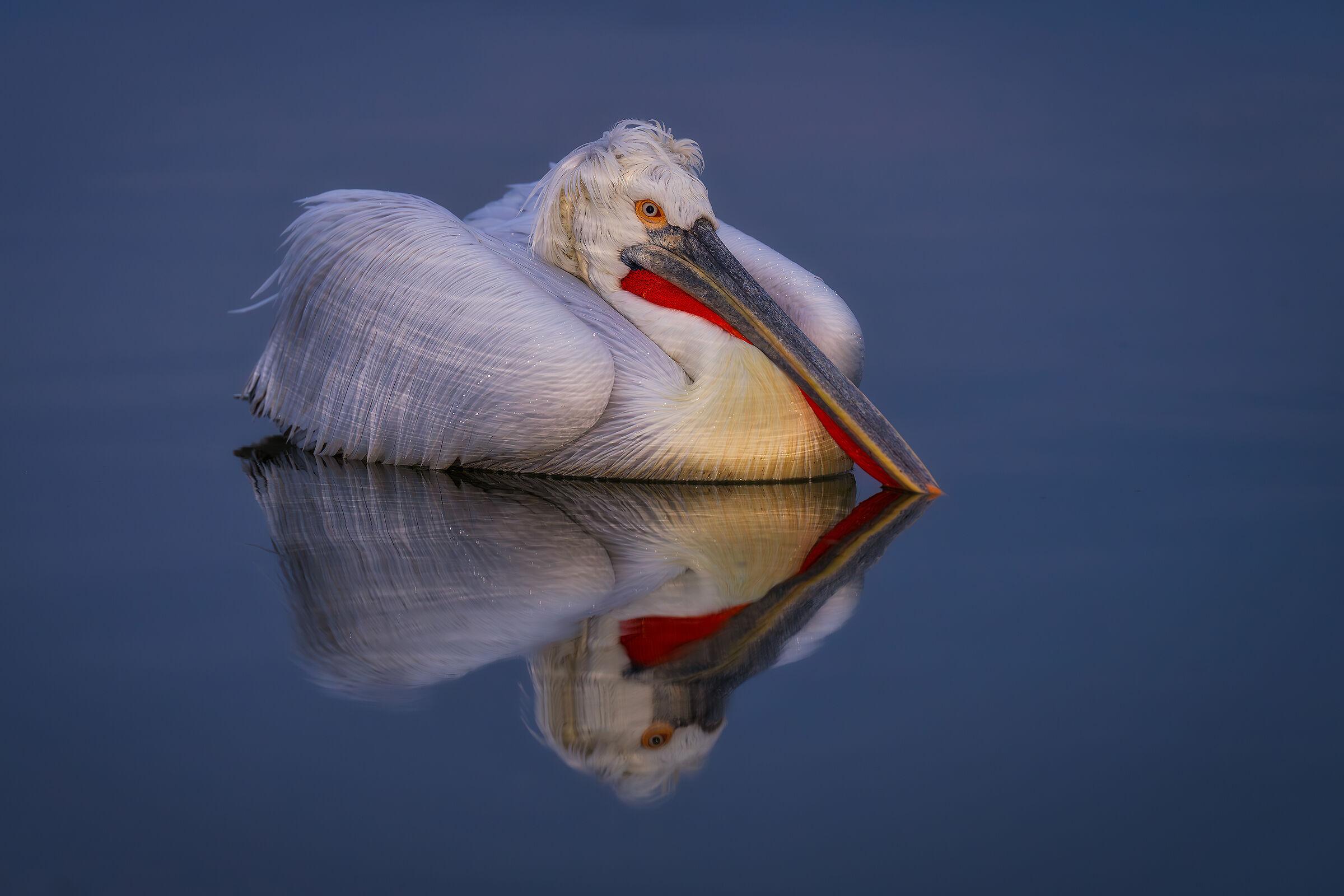 Kerkini's reflection