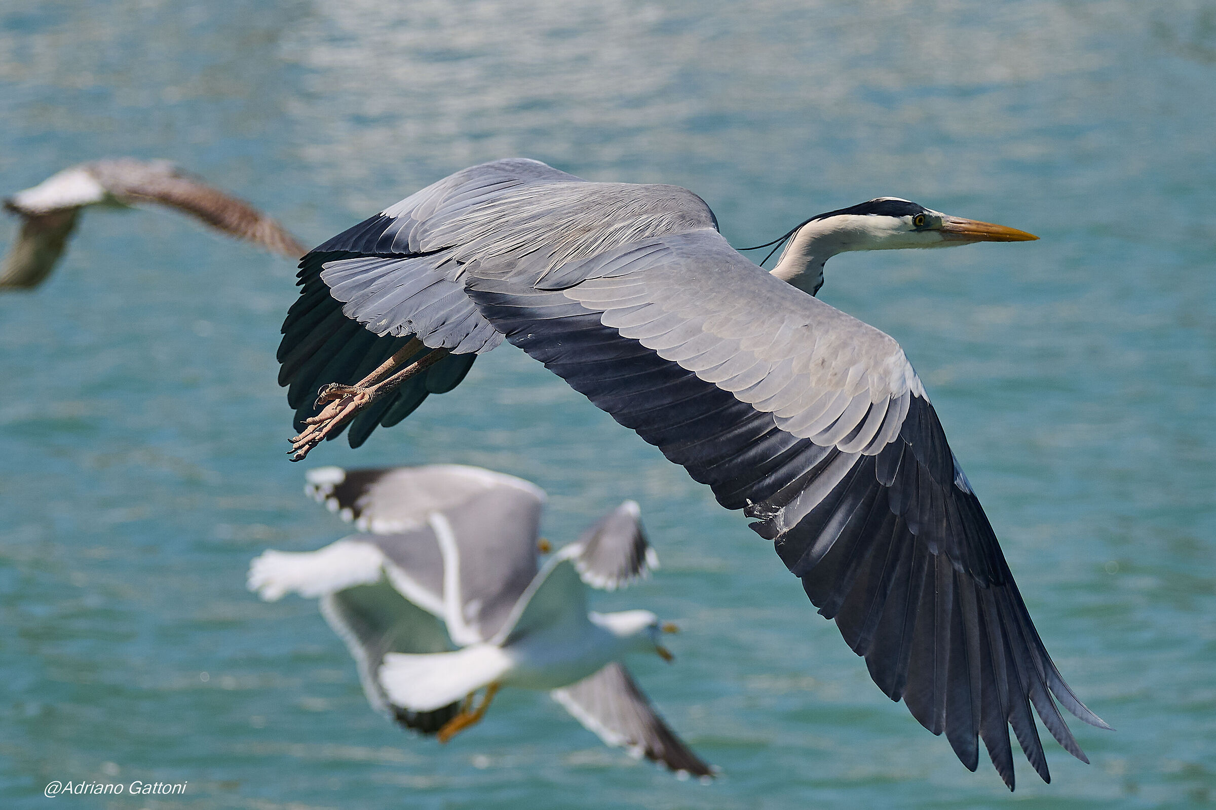 The flight of the grey heron