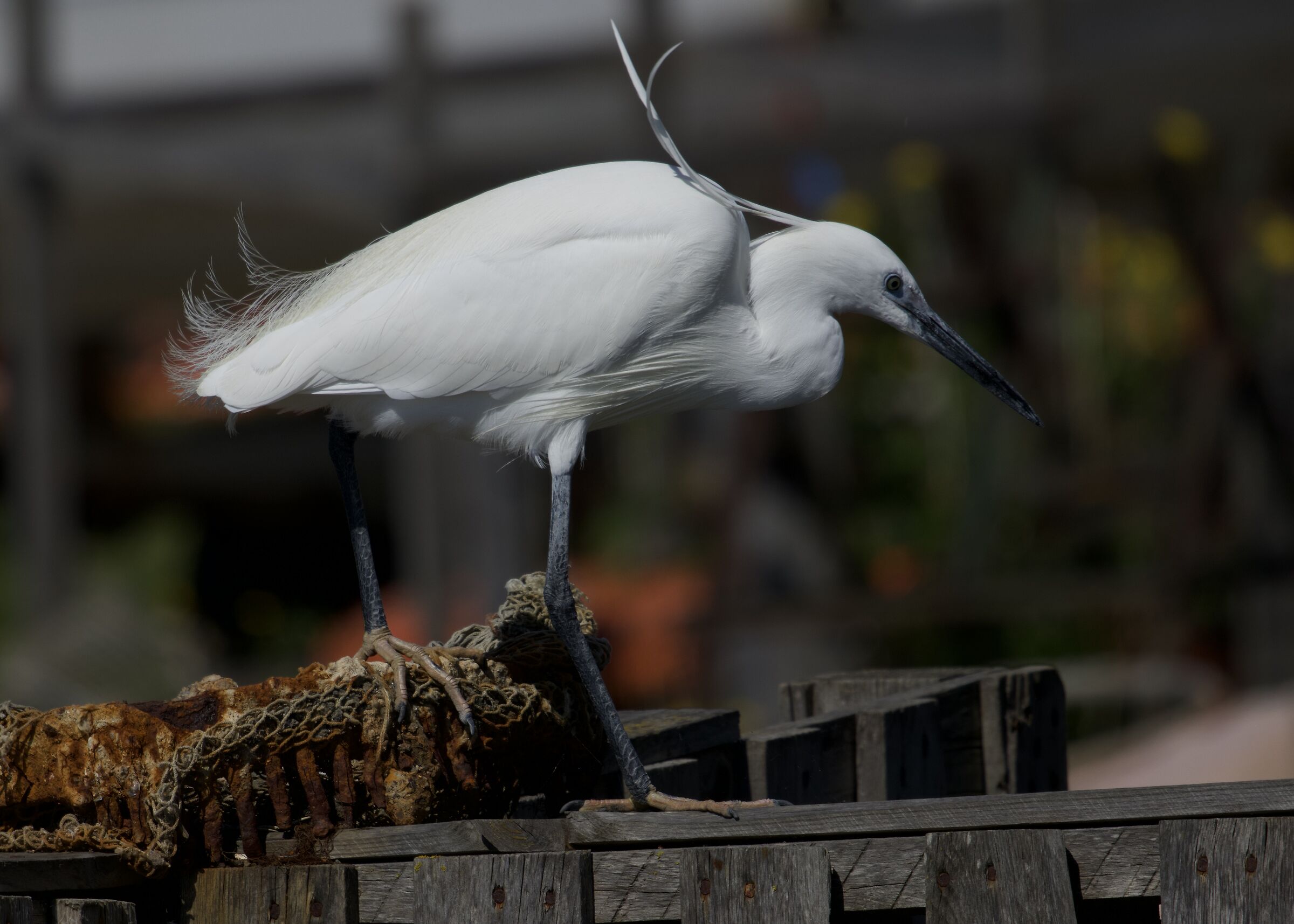 Little Egret