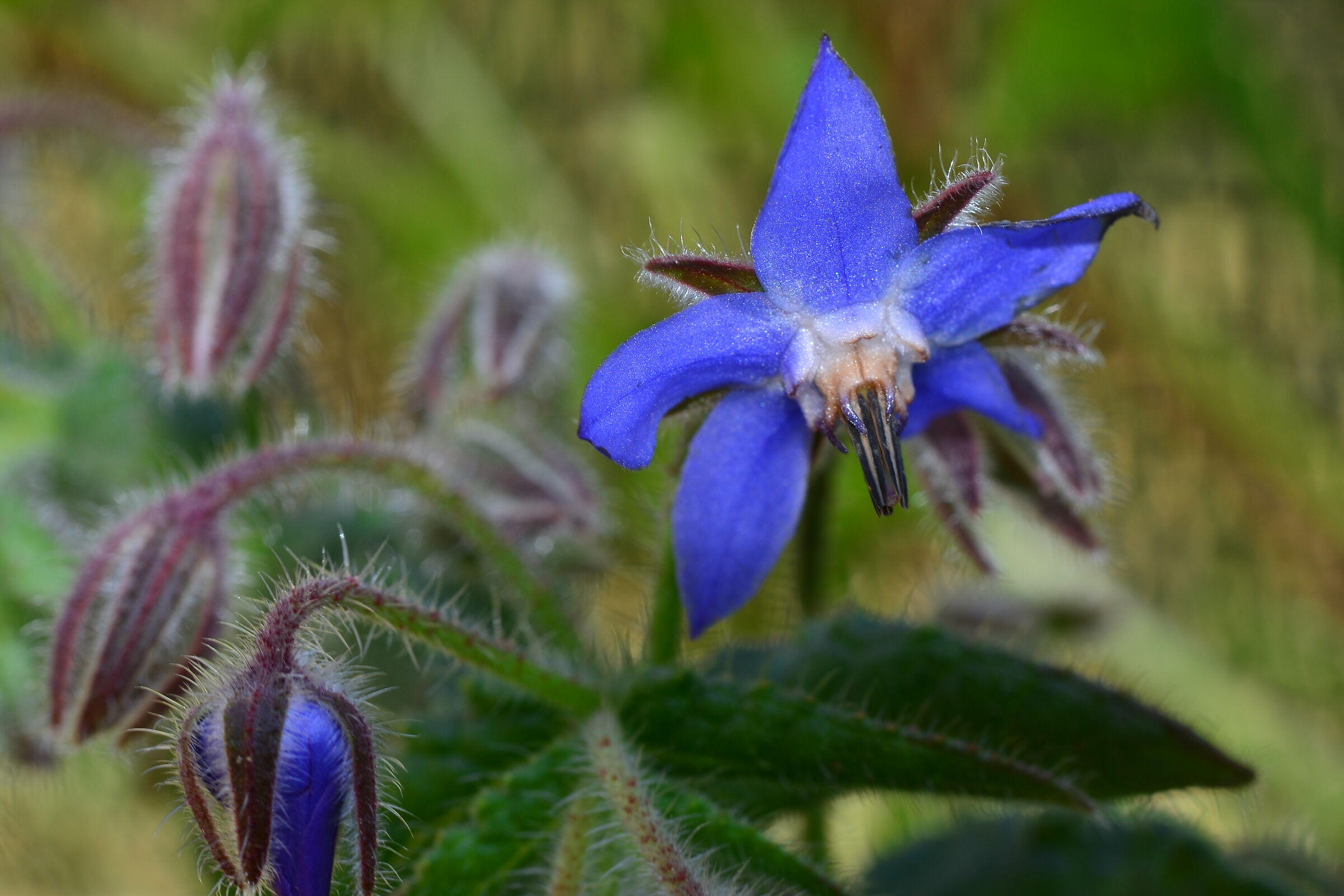Borage