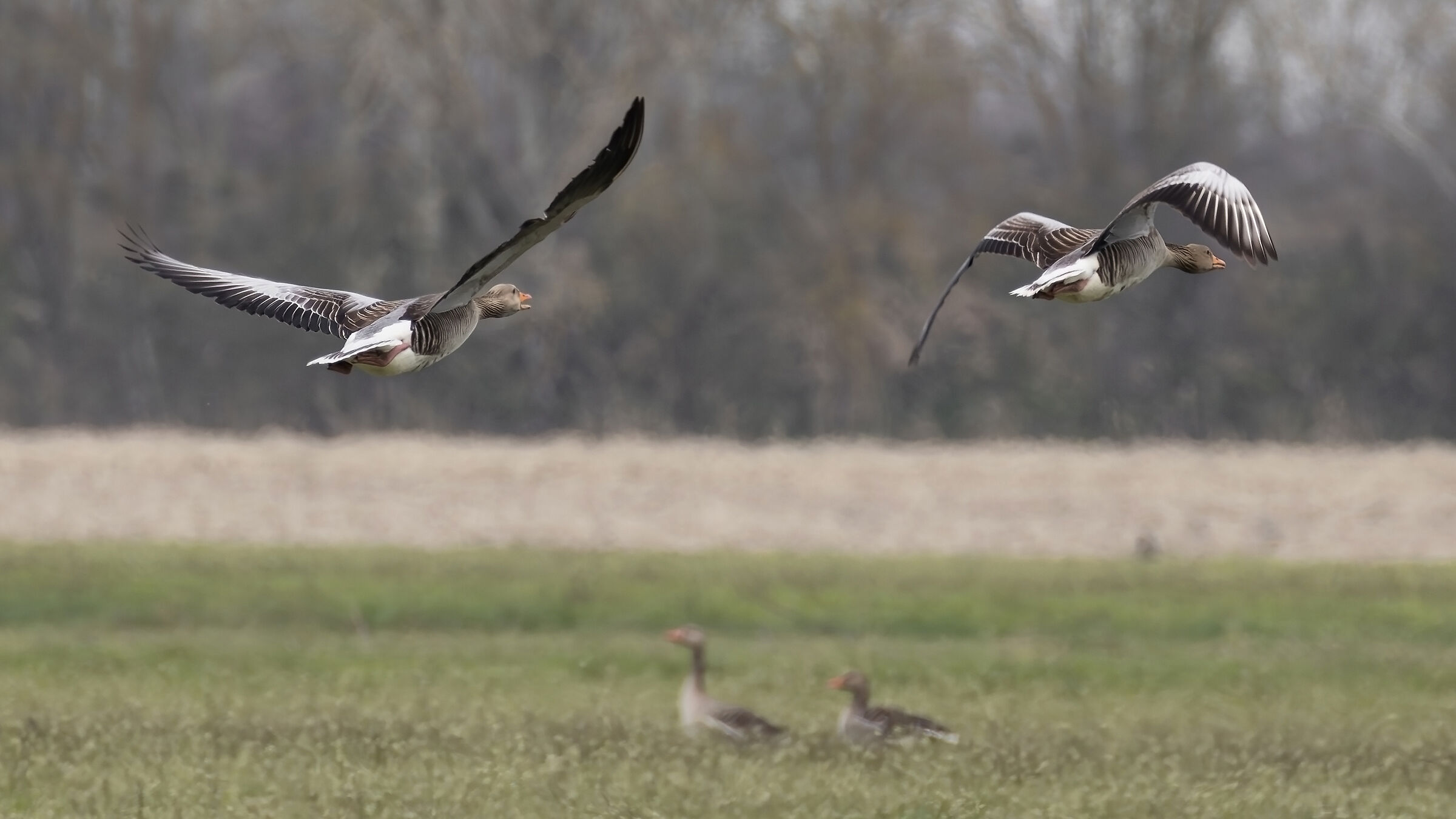 Geese in flight