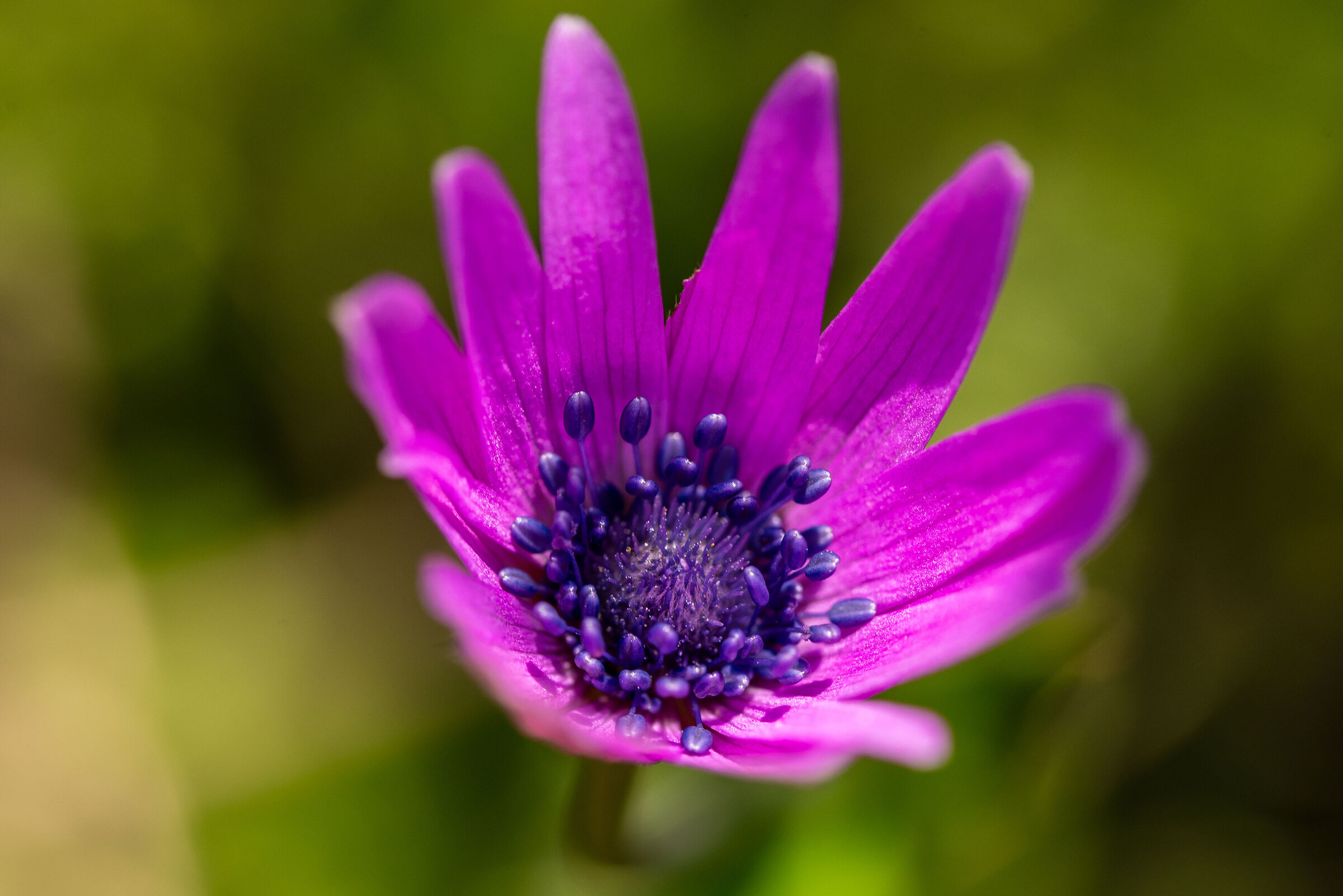 Anemone2