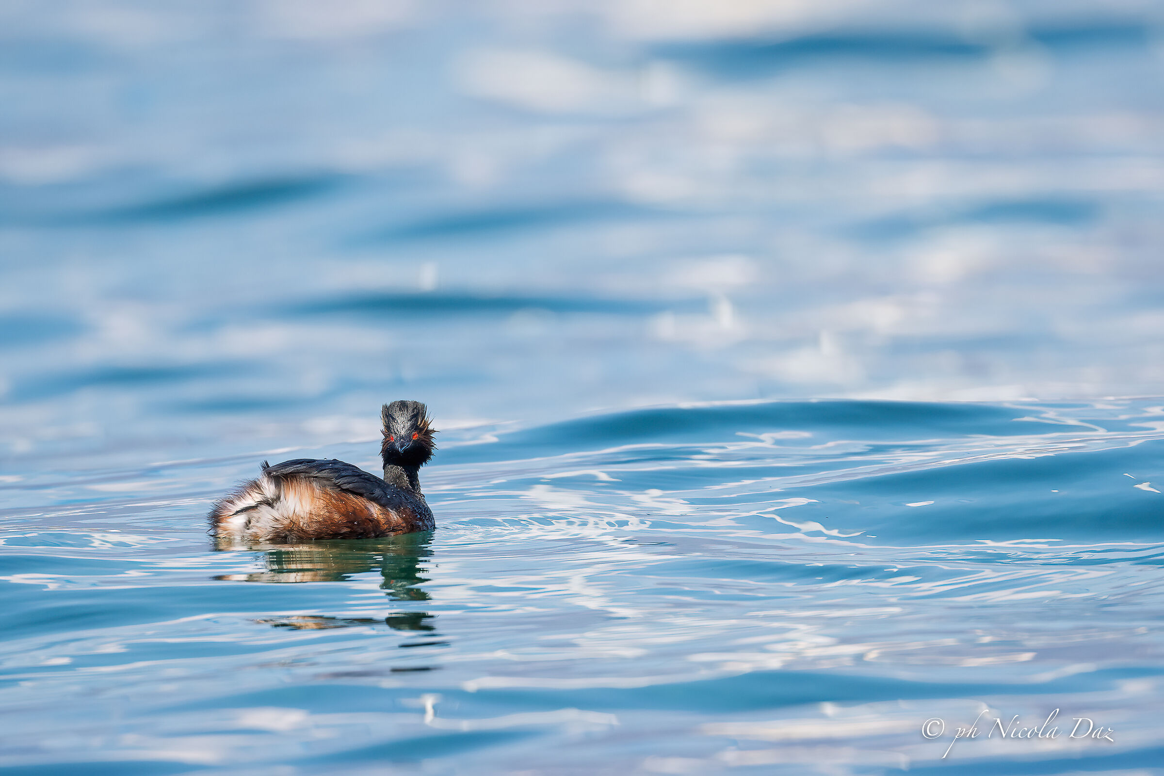 Little Grebe