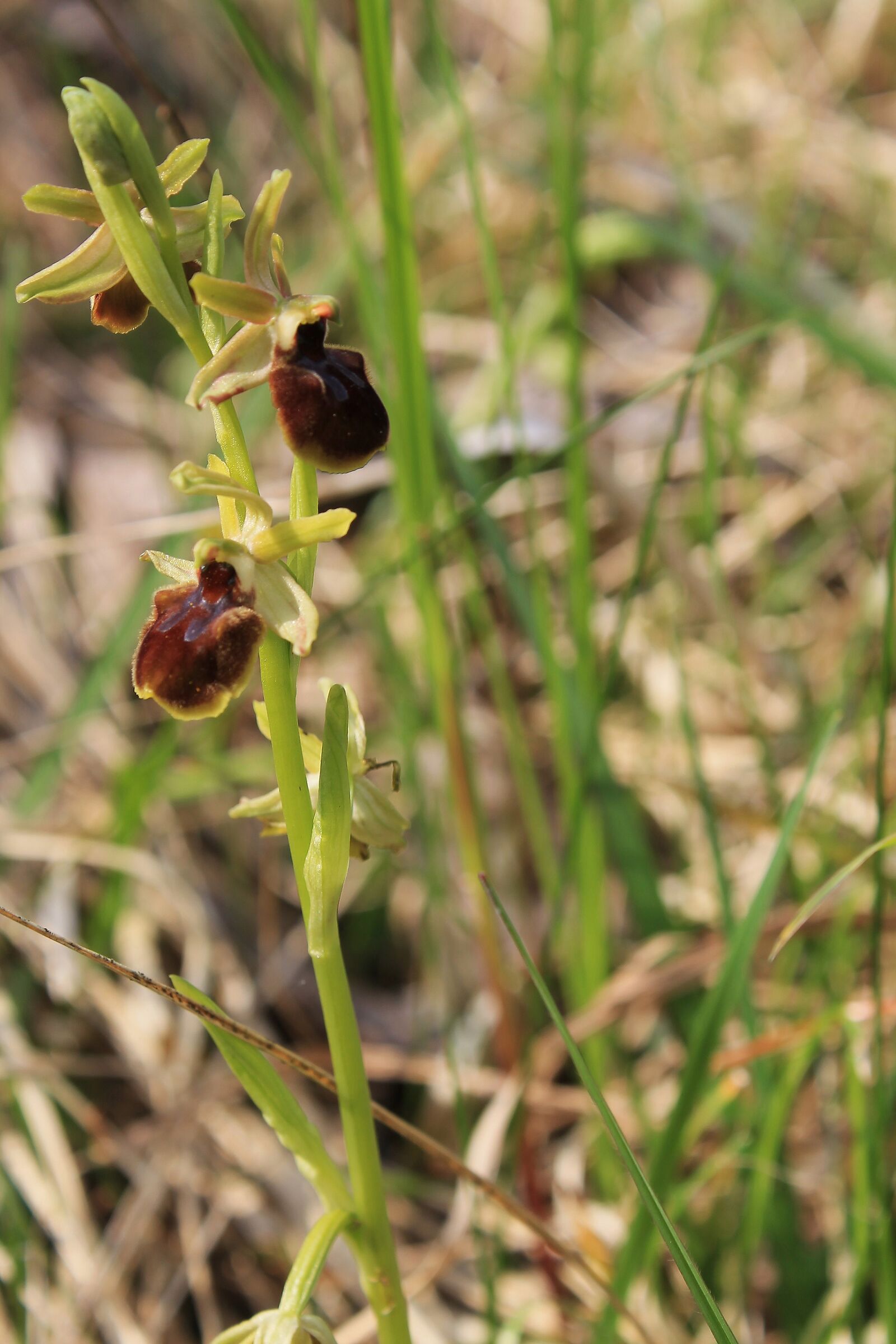 The first orchid