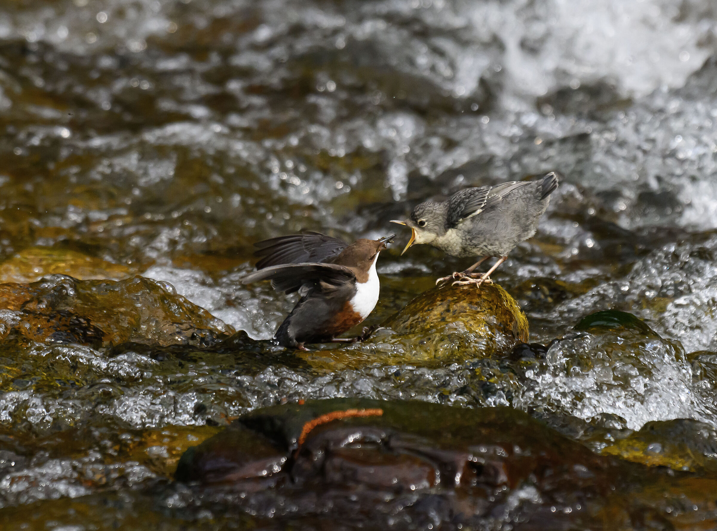 Dipper and small blackbird