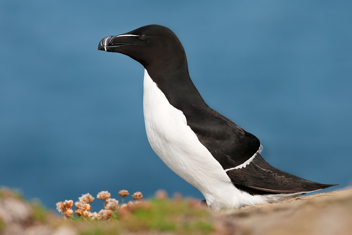 Razorbill (Alca Torda)