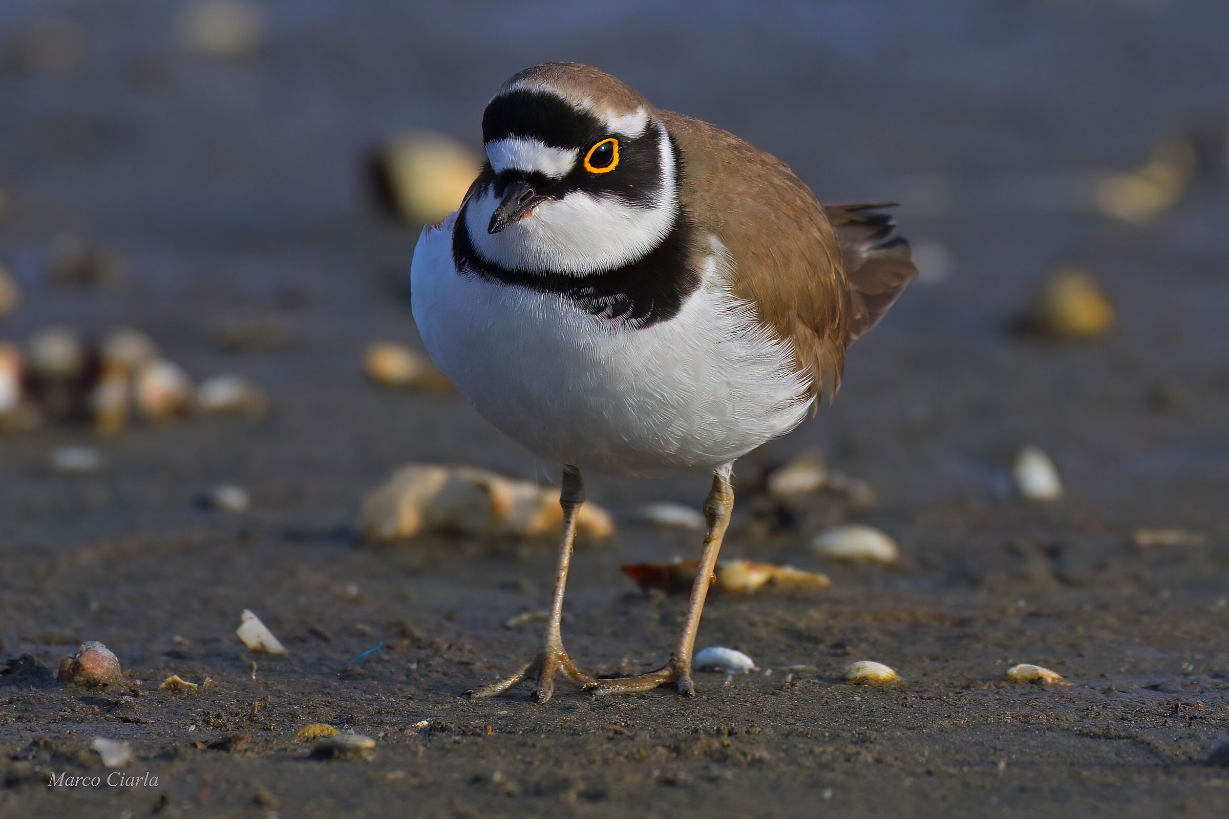 Little Ringed Plover (Charadrius dubius )
