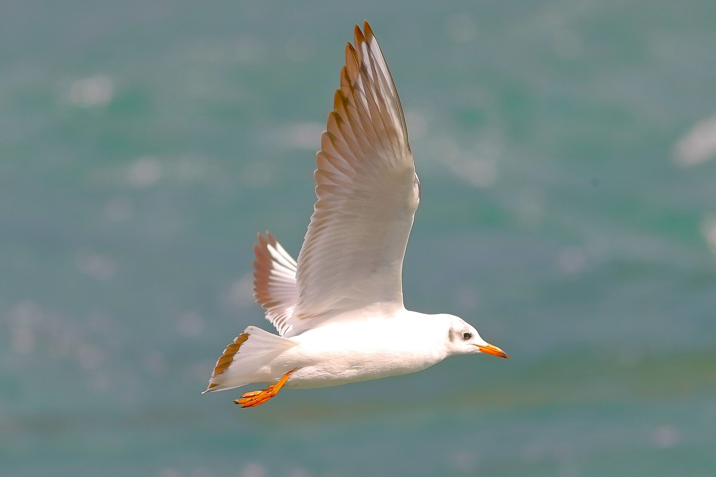 Seagull C September 25, 2025 - 0098