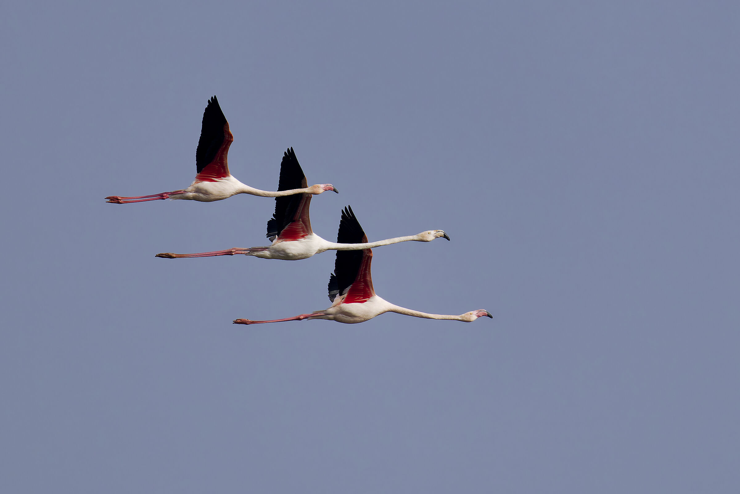 Fenicotteri adulti in formazione
