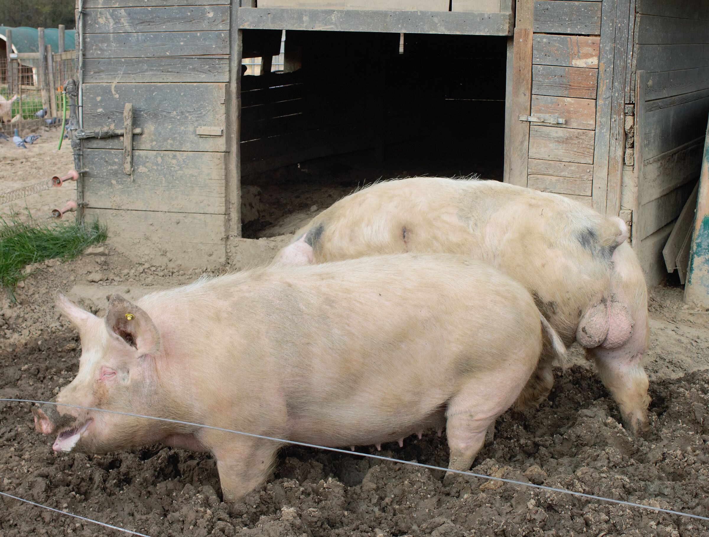 Lui e lei porci