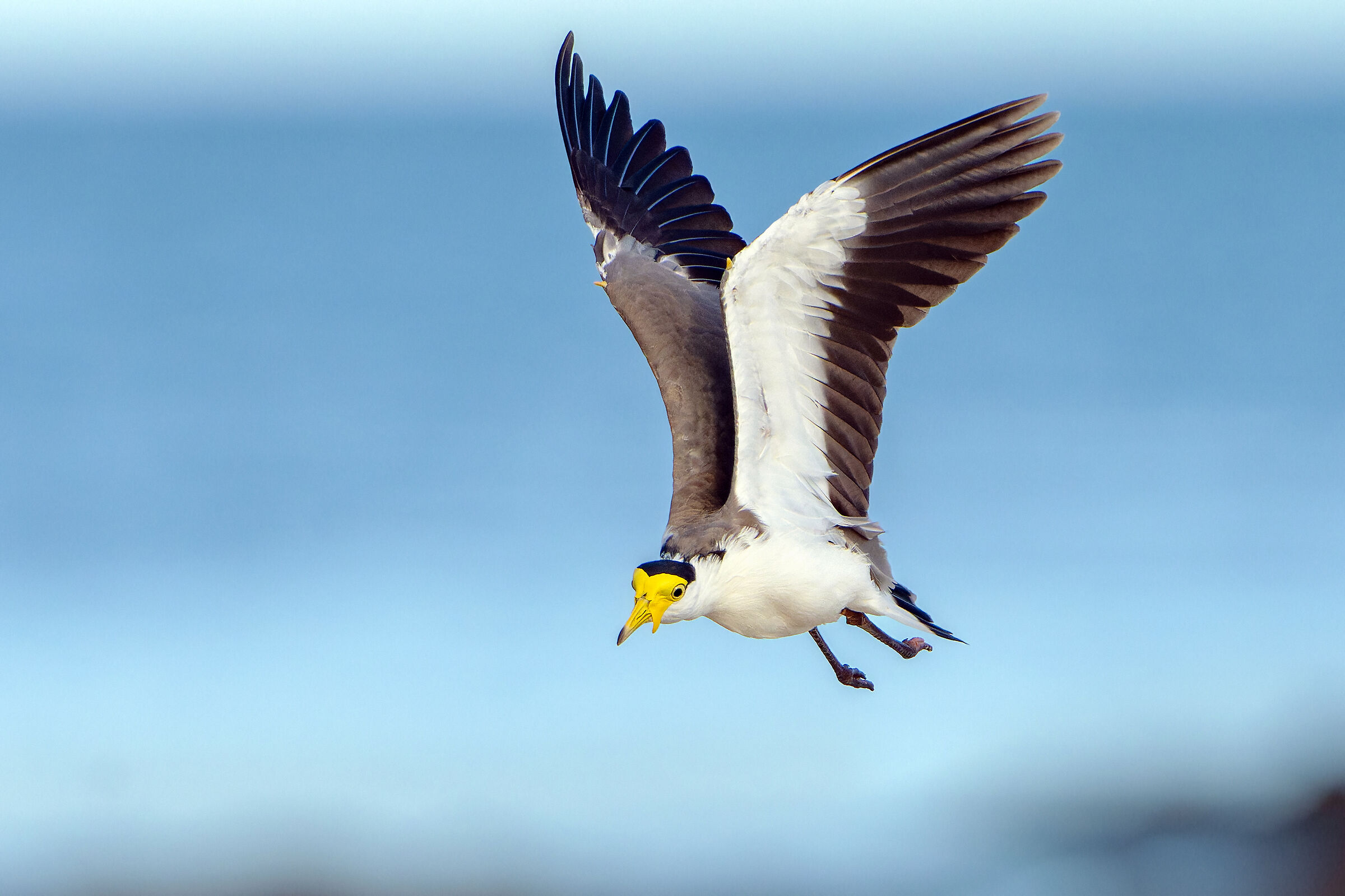 Winged maneuvers