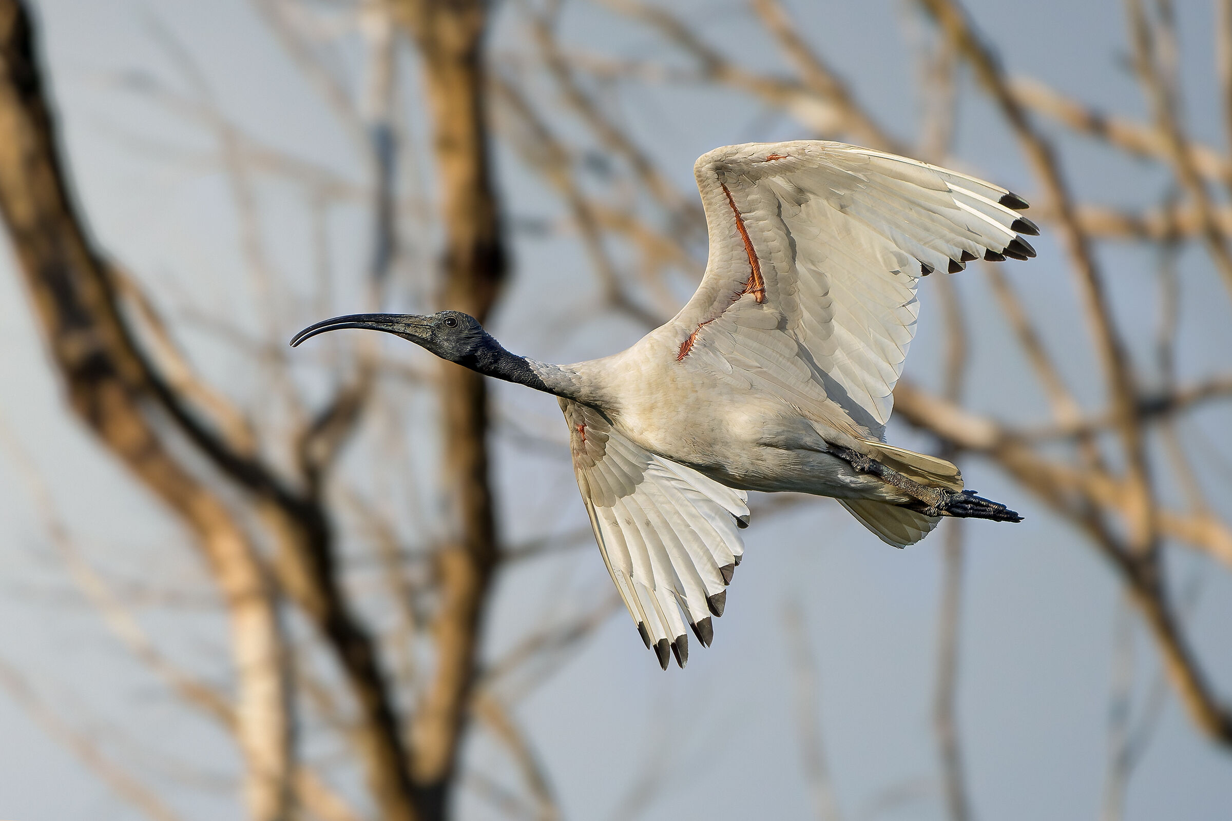 Al tramonto - Ibis australiano