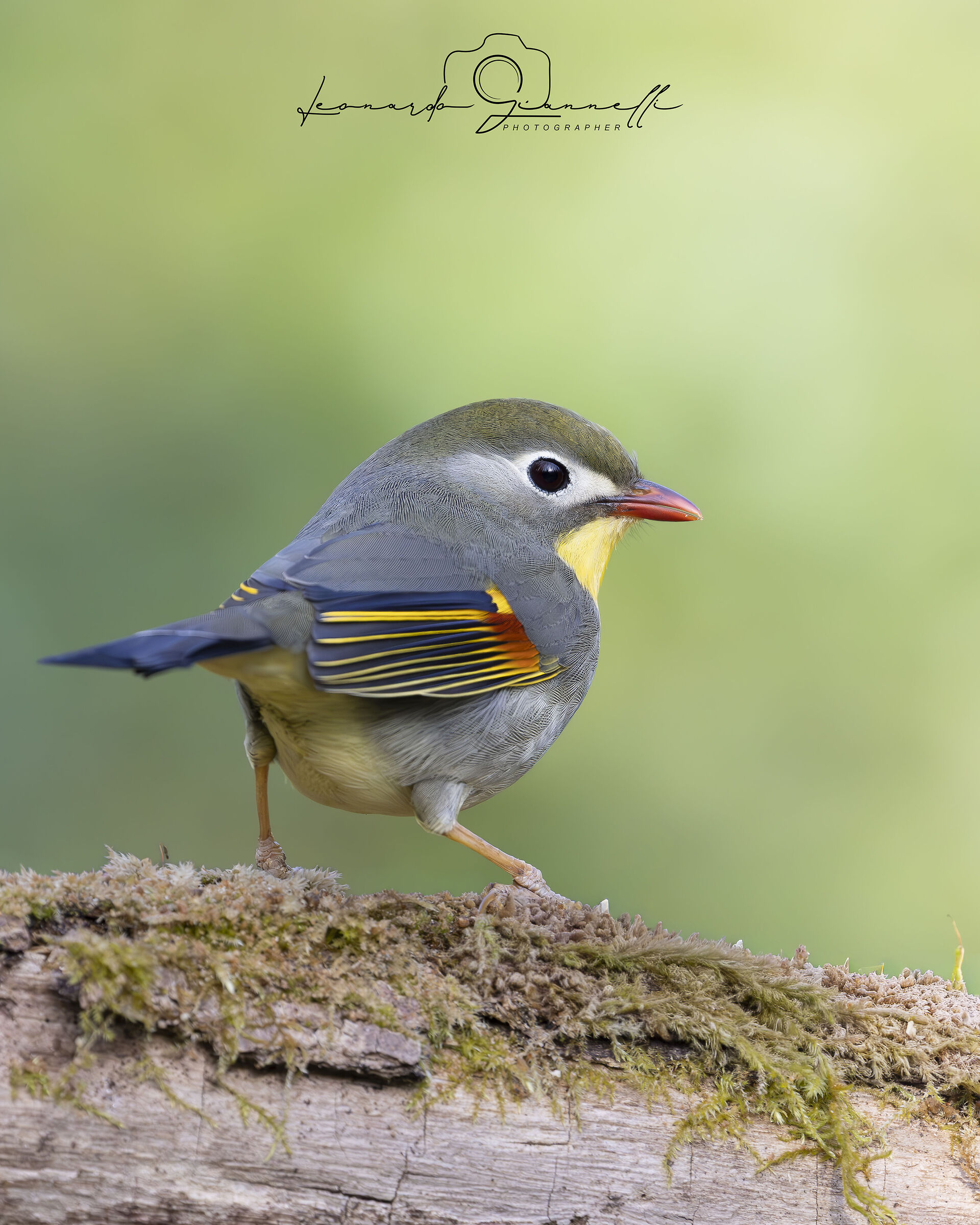Usignolo del Giappone (Leiothrix lutea)